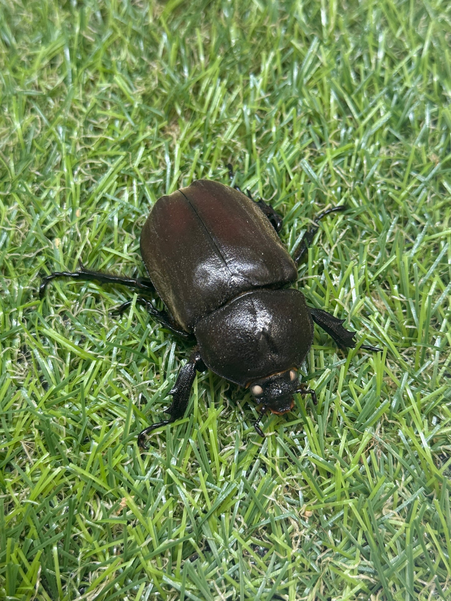 カブトムシ(ホワイトアイ血統)　サイズfree成虫ペア