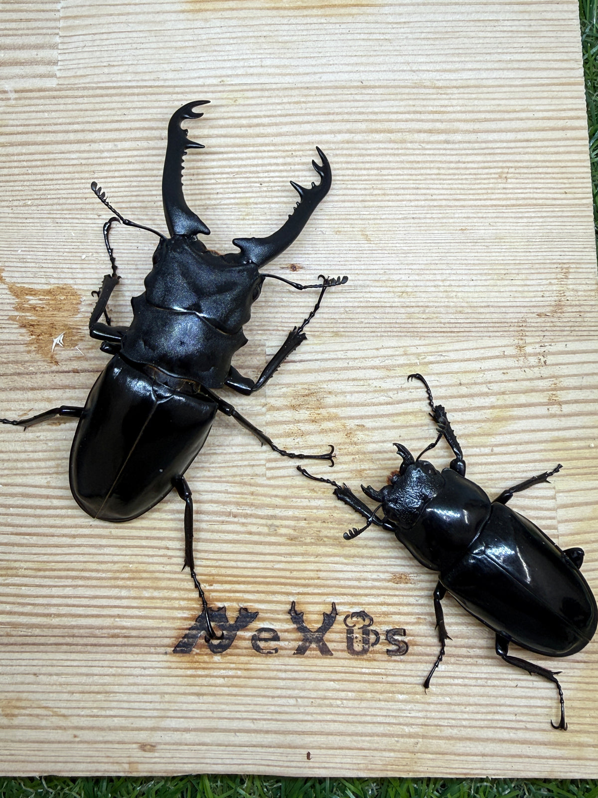 ギラファノコギリクワガタ　ニシカワイ　♂89mm成虫ペア