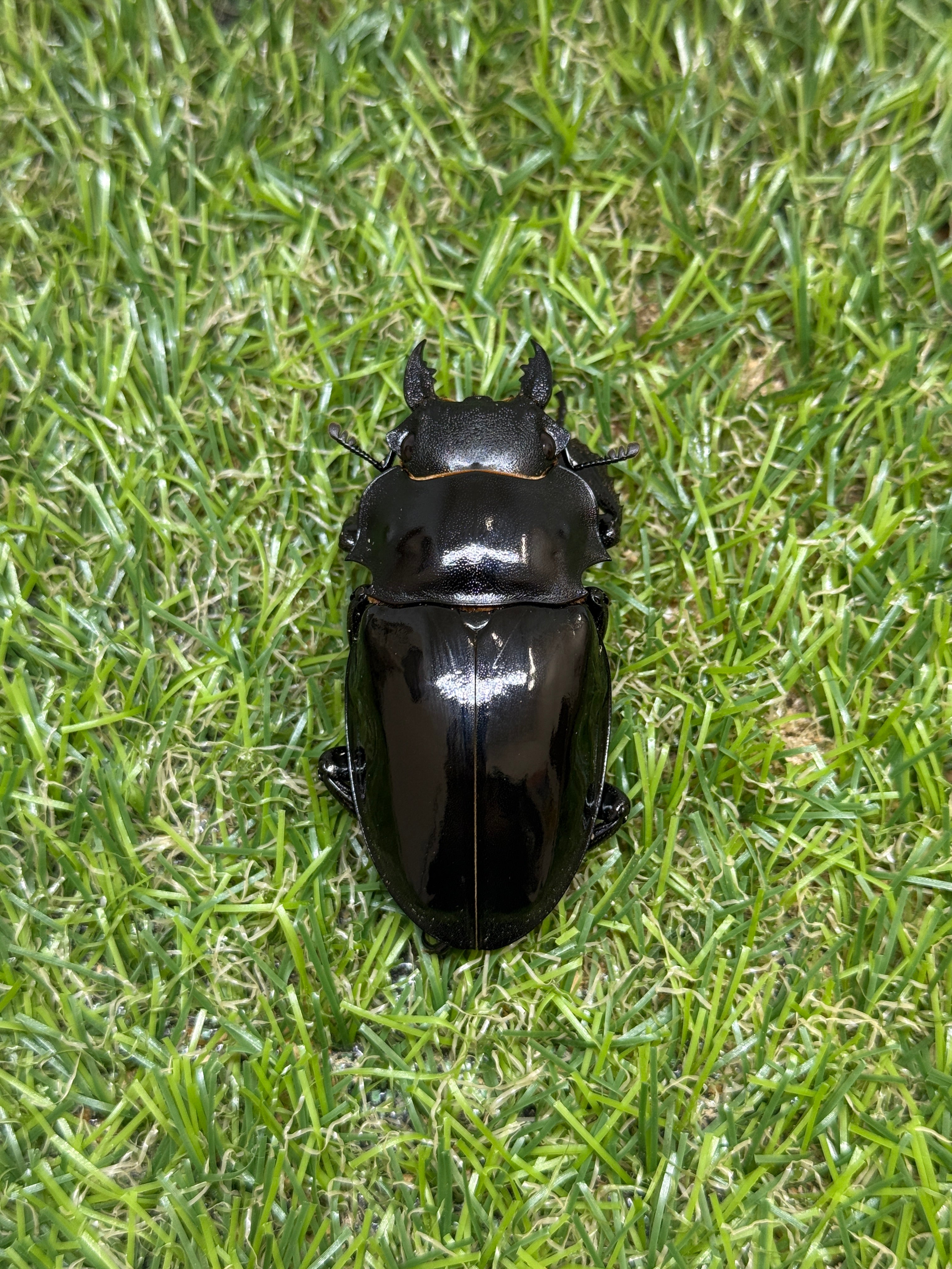 インターメディアツヤクワガタ ♂94.3mm成虫ペア – 昆虫ショップNexus