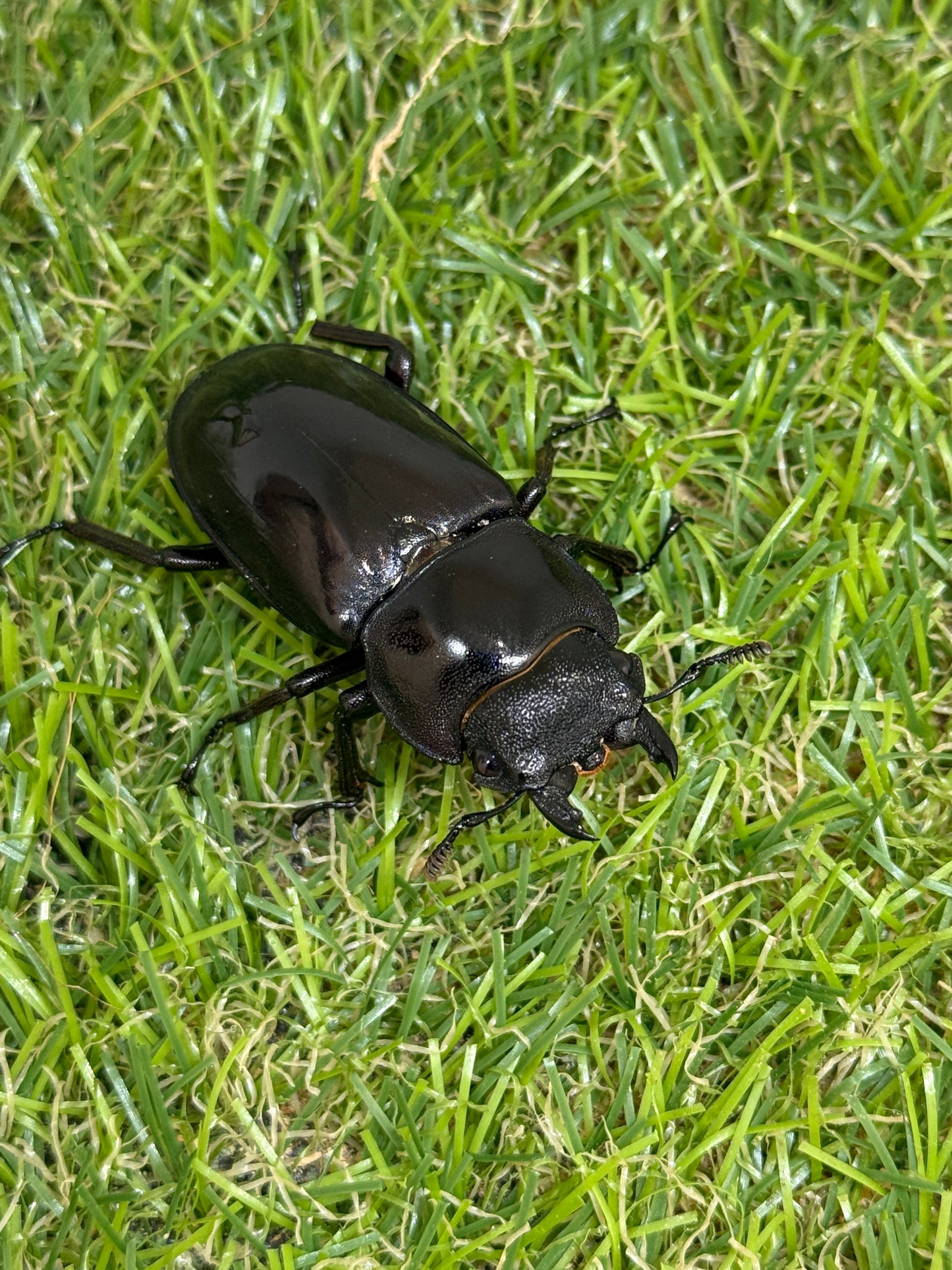 マンディブラリスフタマタクワガタ　♂80mm成虫ペア