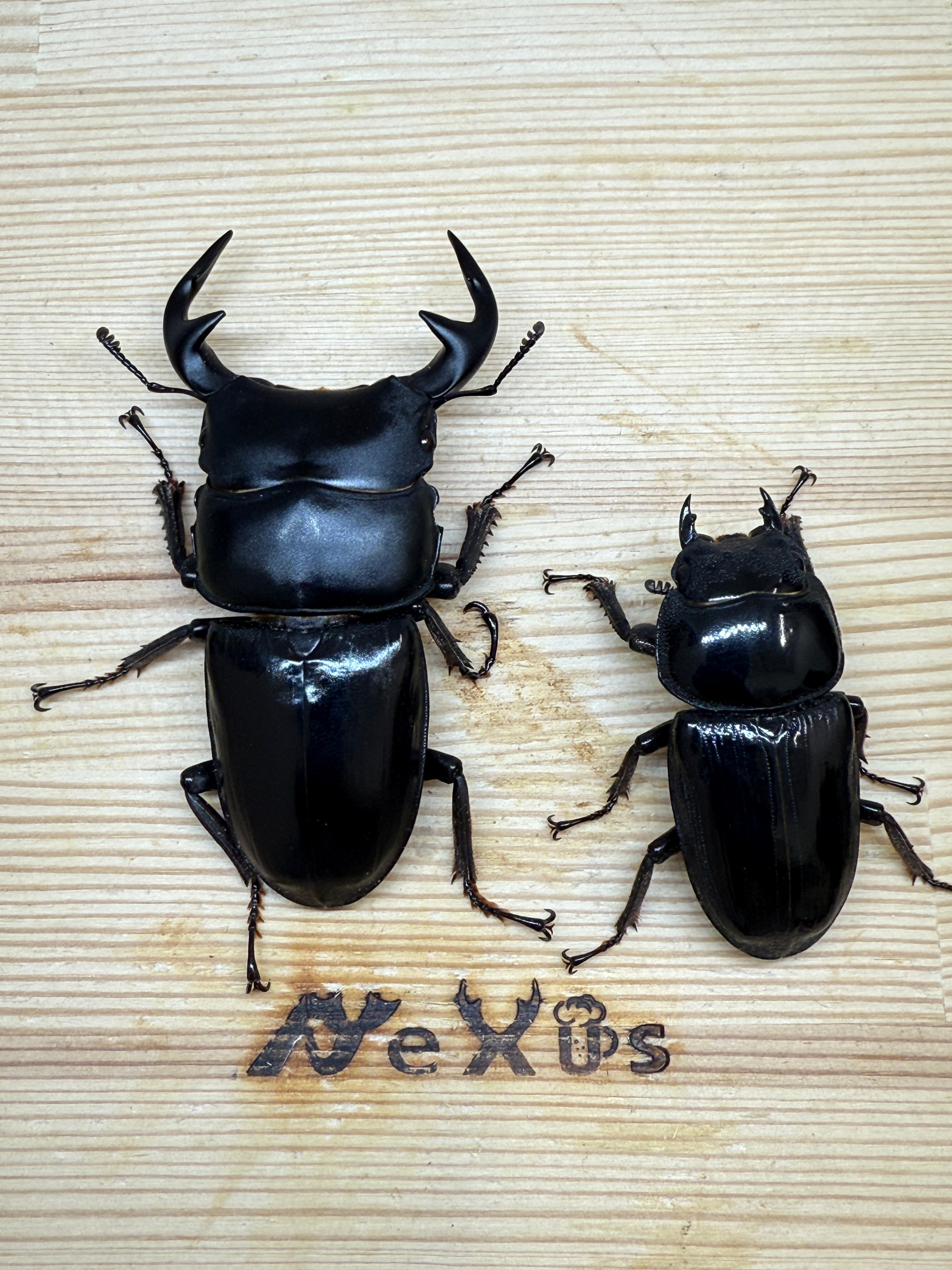 グランディスオオクワガタ ♂76mm成虫ペア – 昆虫ショップNexus