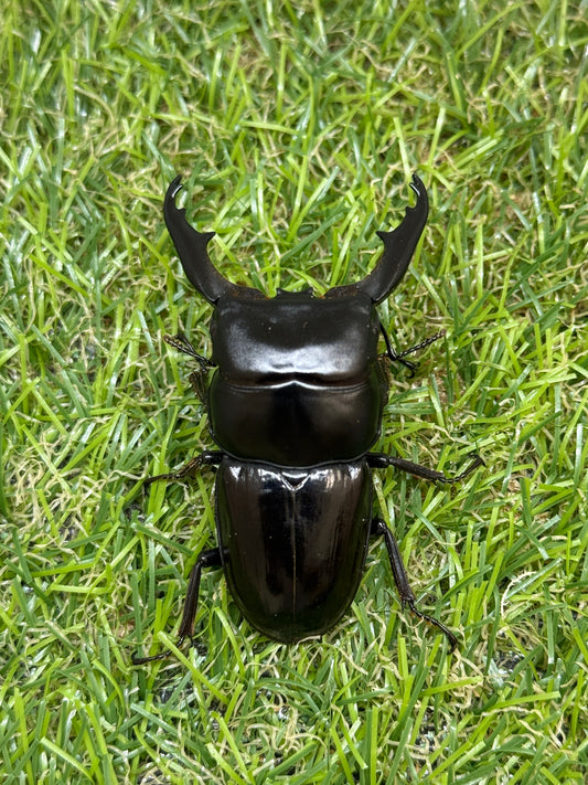 ダエダリオンヒラタクワガタ　♂60.3mm成虫ペア