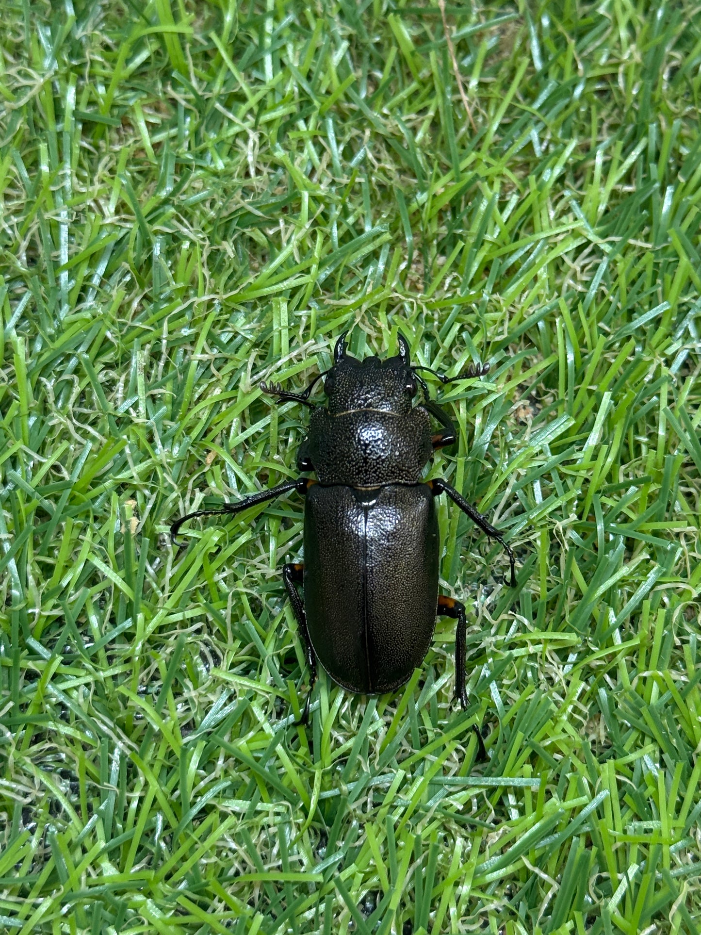 エラフスホソアカクワガタ　♂50mm成虫ペア