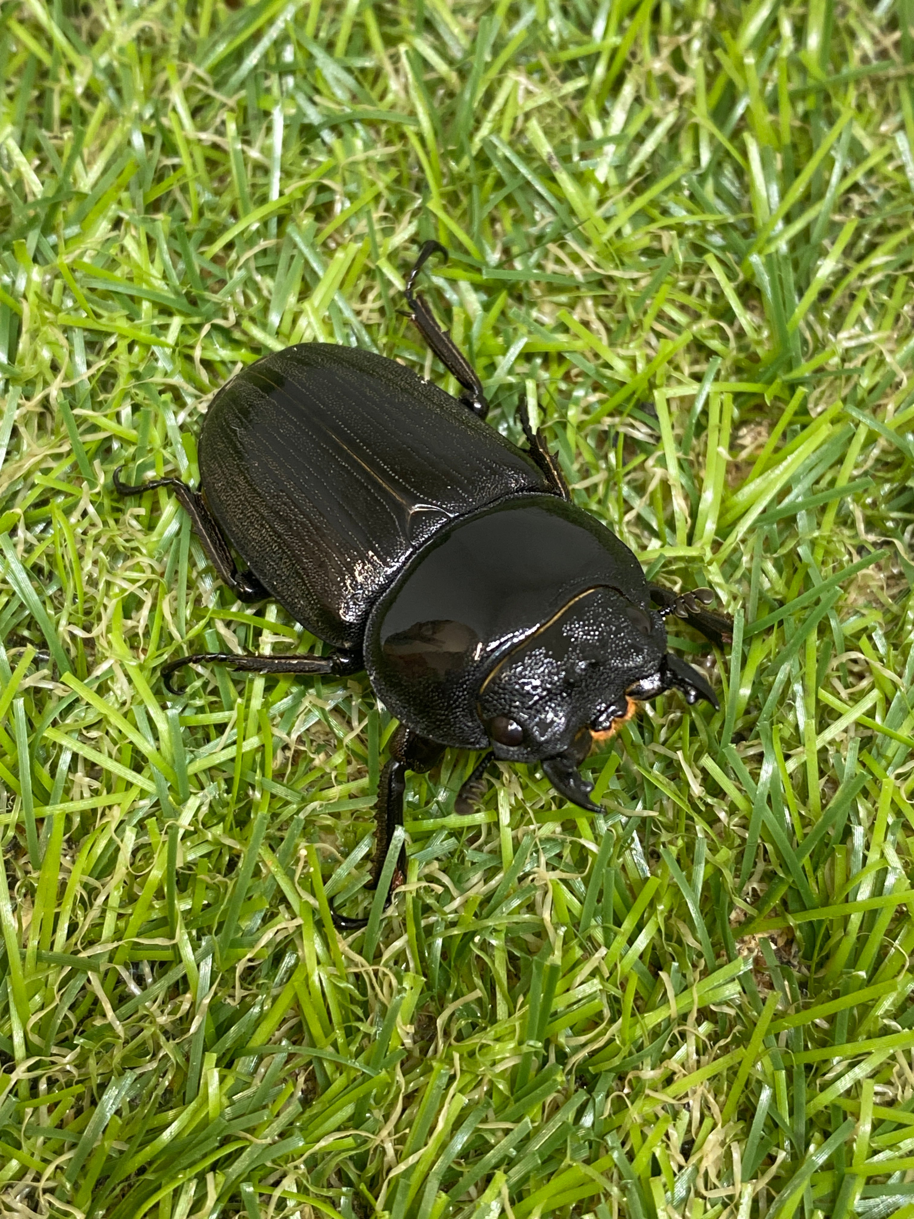 ババクルビデンスオオクワガタ ♀42mm単品 – 昆虫ショップNexus