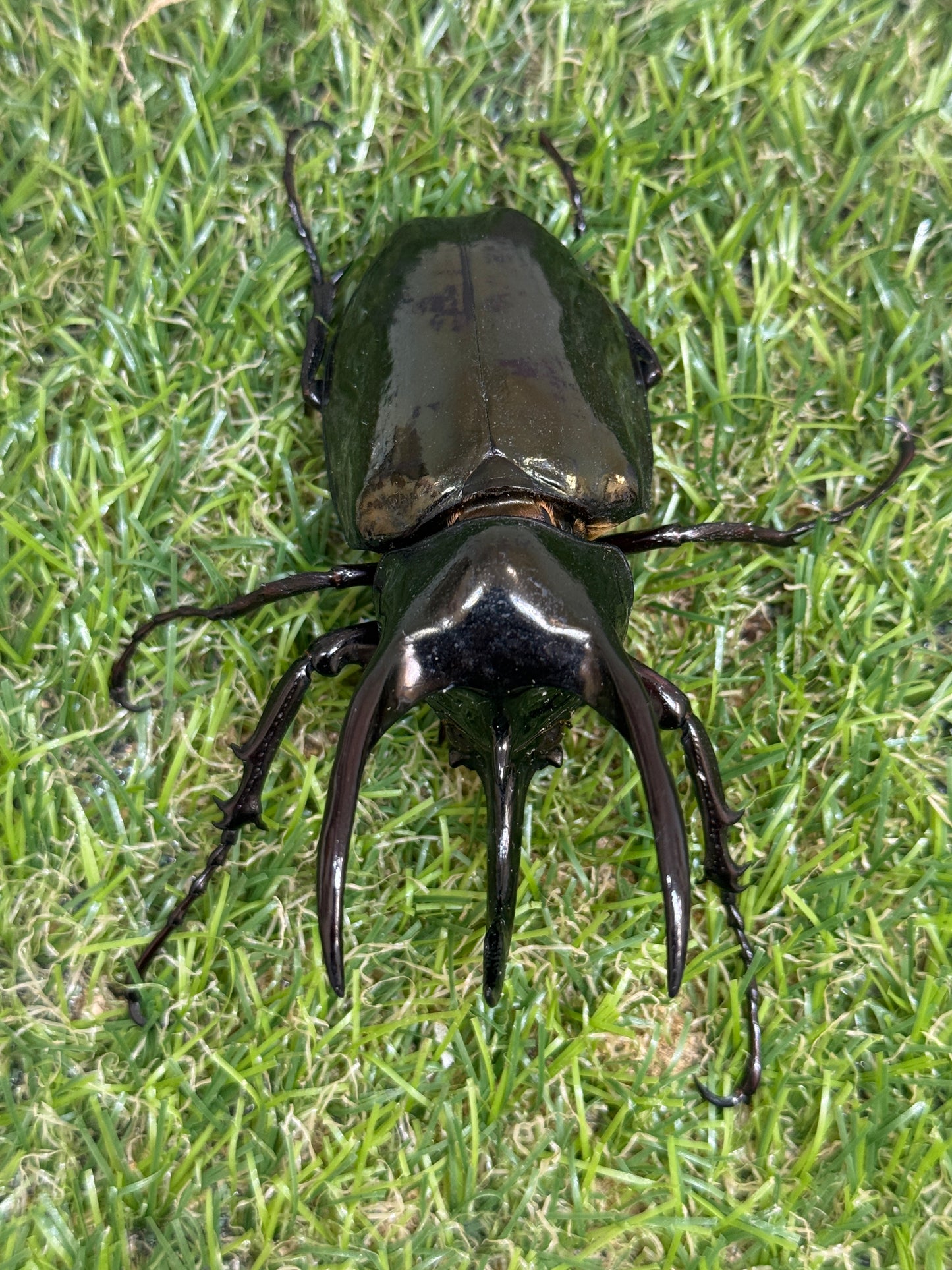 アトラスオオカブト(スマトラ島リアウ)　♂80mmペア