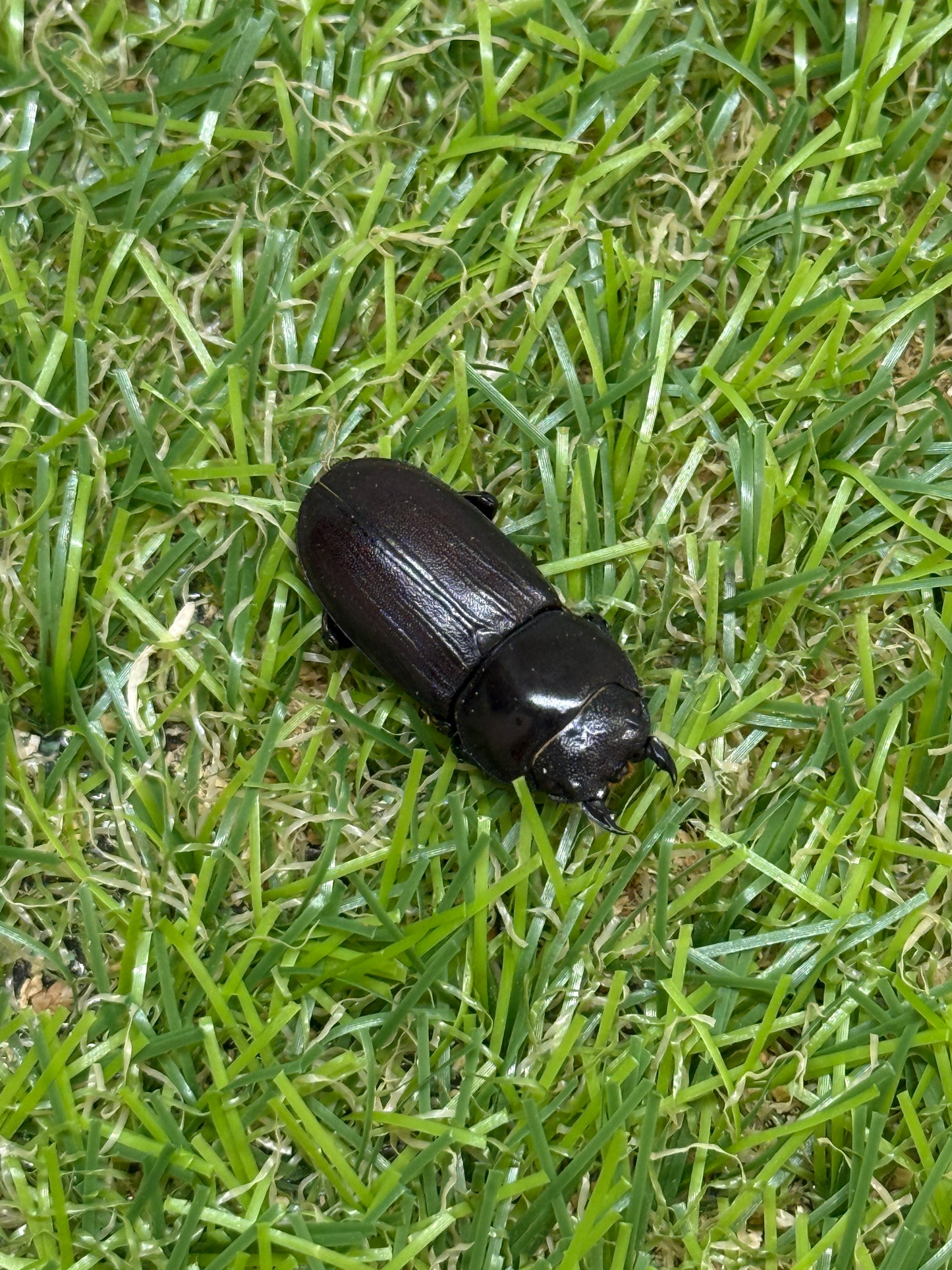 ミークヒラタクワガタ亜種ジャスミン　♂36.5mm成虫ペア