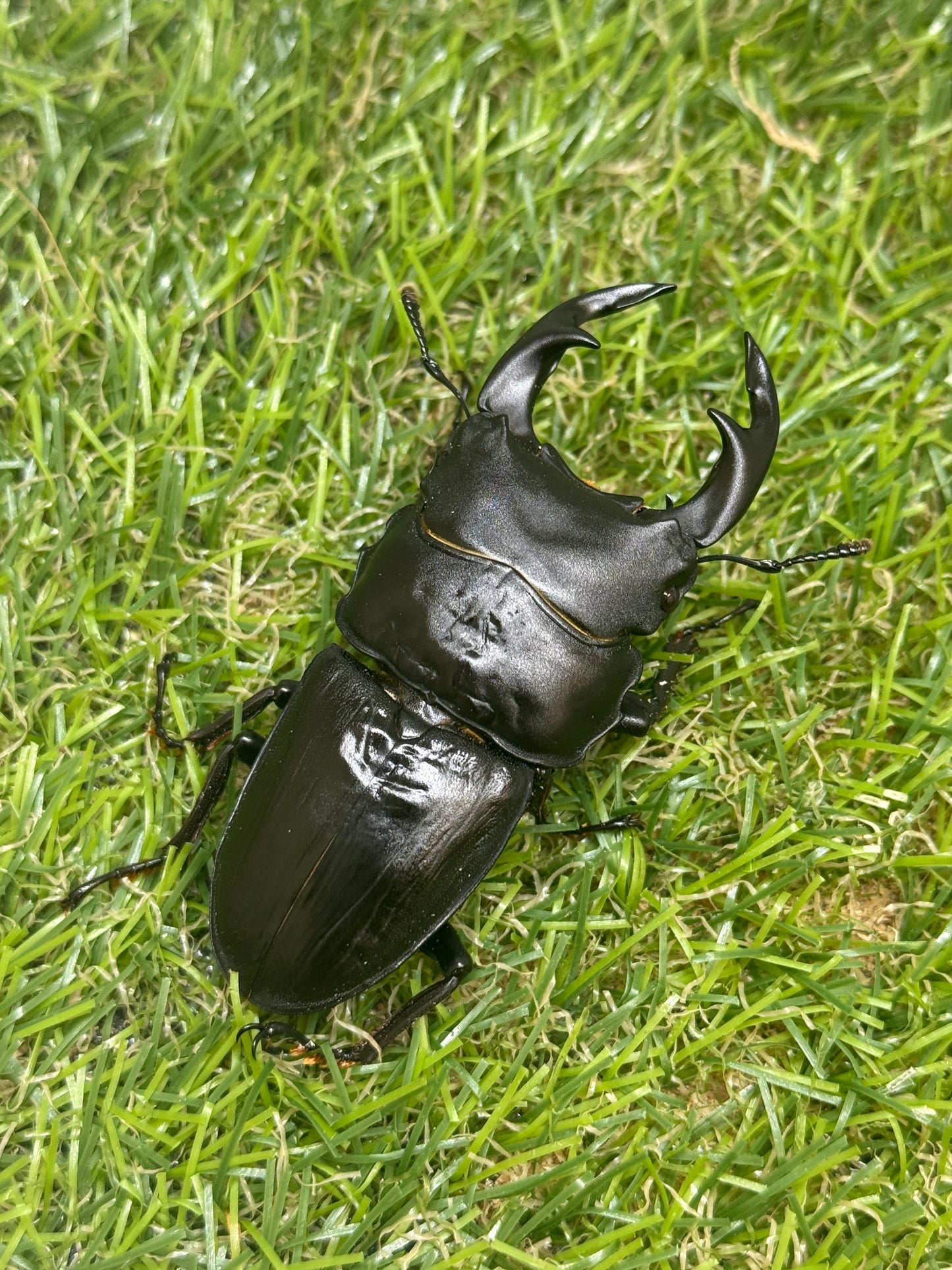 オオクワガタ　奈良輪川西　♂67mm成虫ペア
