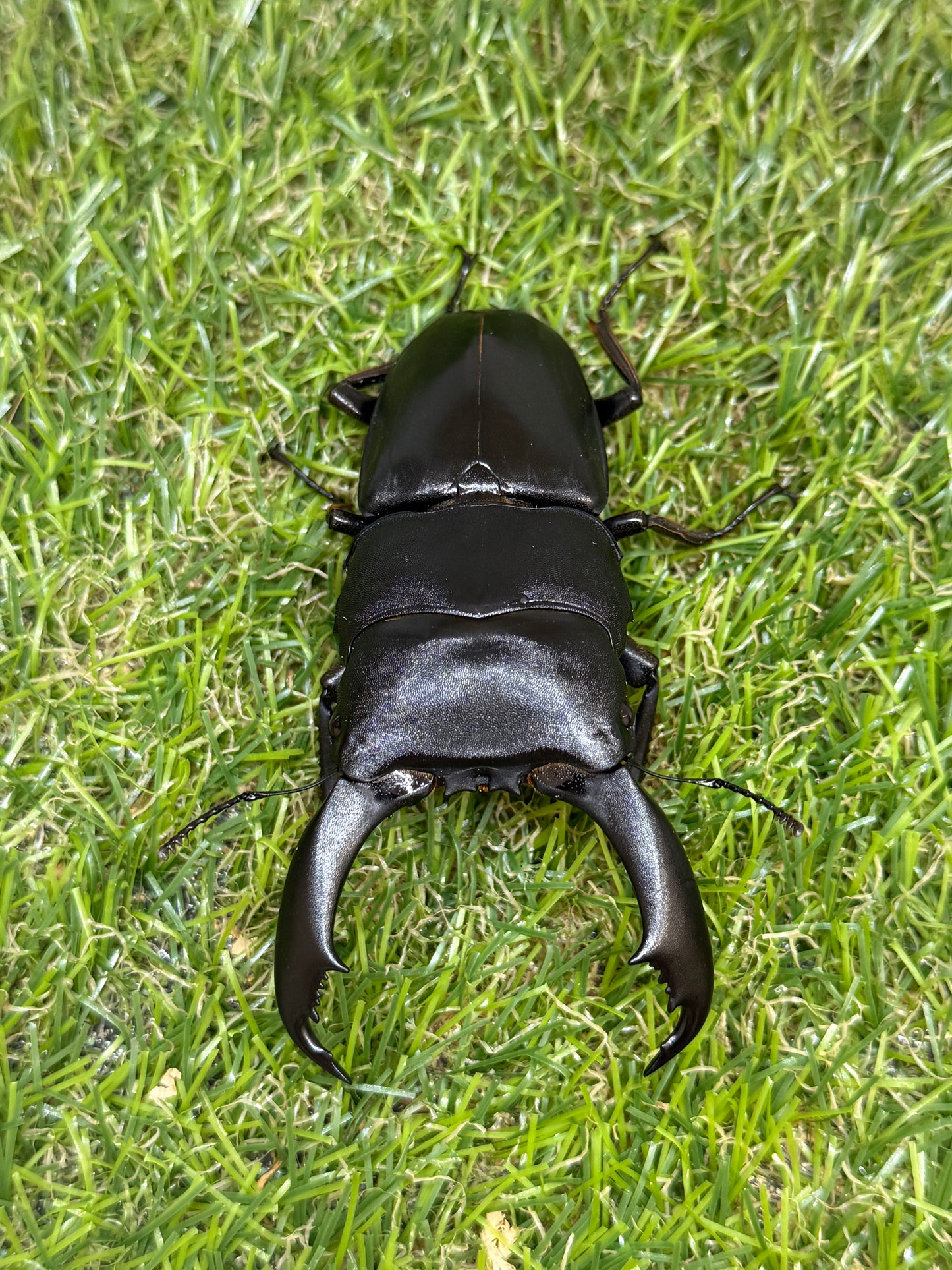 テイオウヒラタクワガタ(大城戸血統)　♂85.8mm成虫ペア