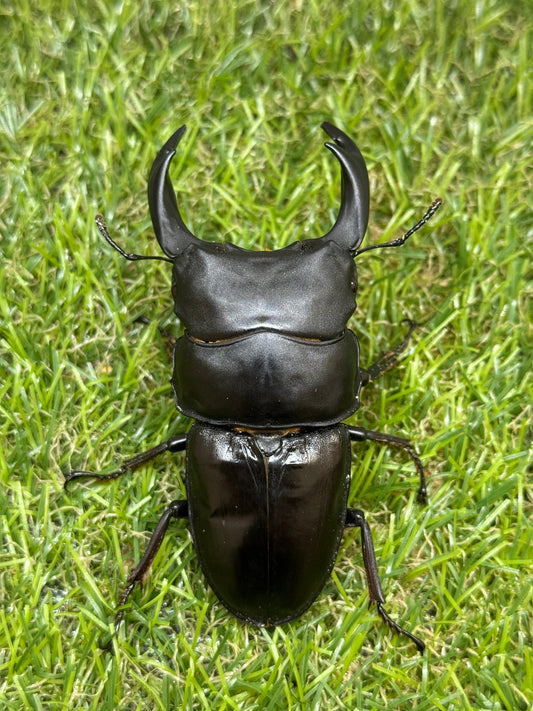 オオクワガタ 能勢YG　♂81mm成虫ペア