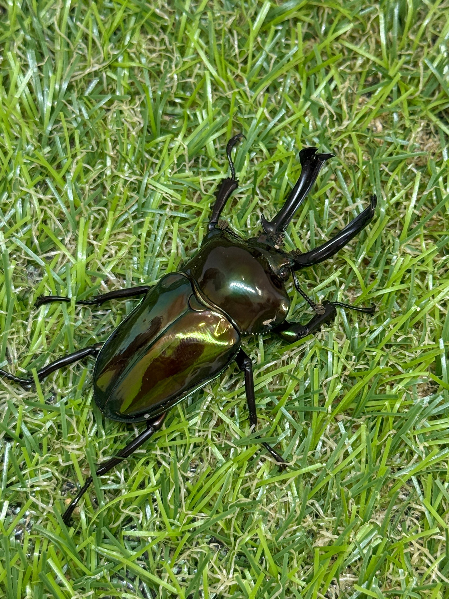 ニジイロクワガタ(グリーン系)　♂52.5mm成虫ペア