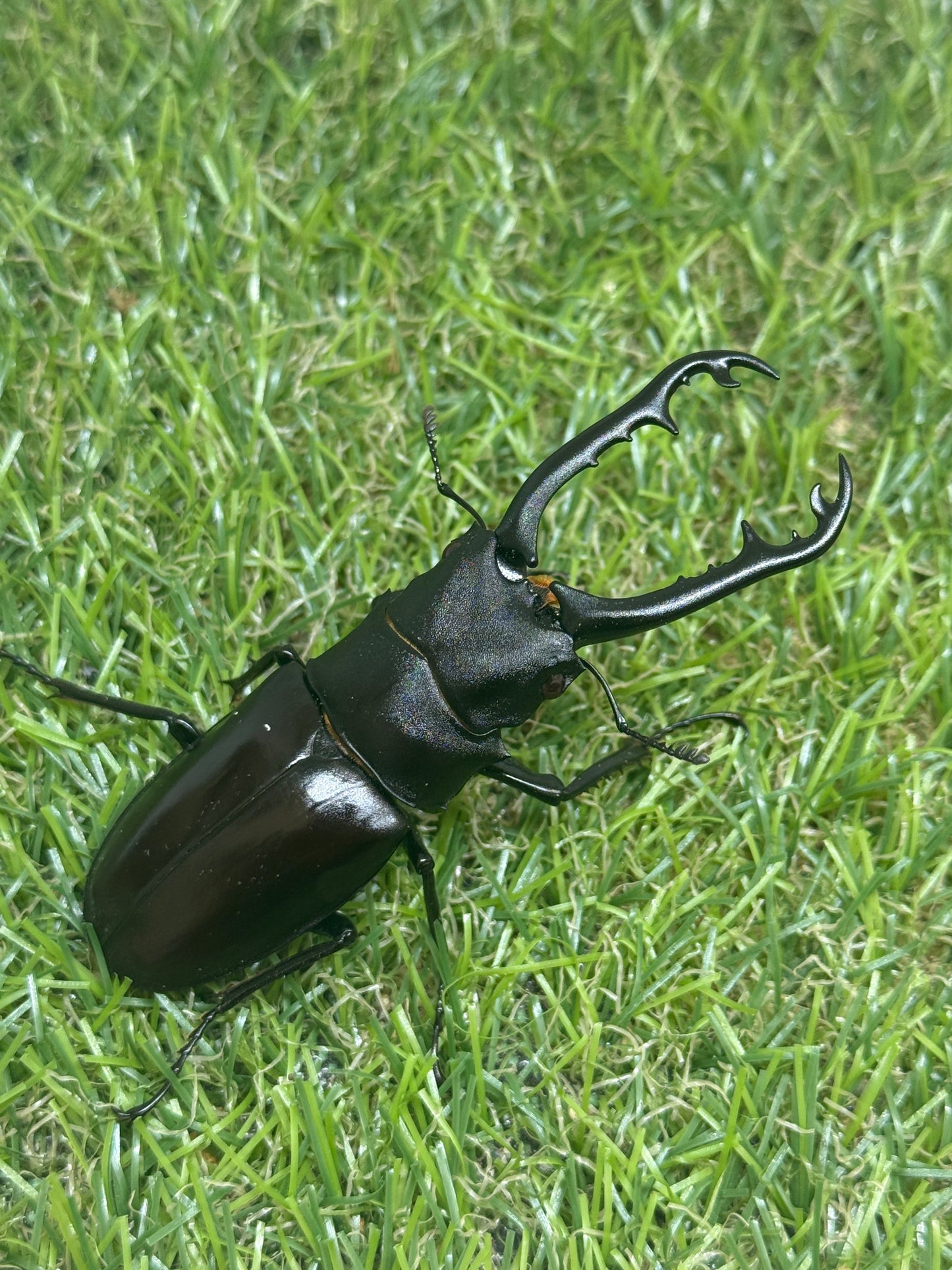 ギラファノコギリクワガタ(ティモレンシス)レッドアイ血統　♂77mm成虫ペア