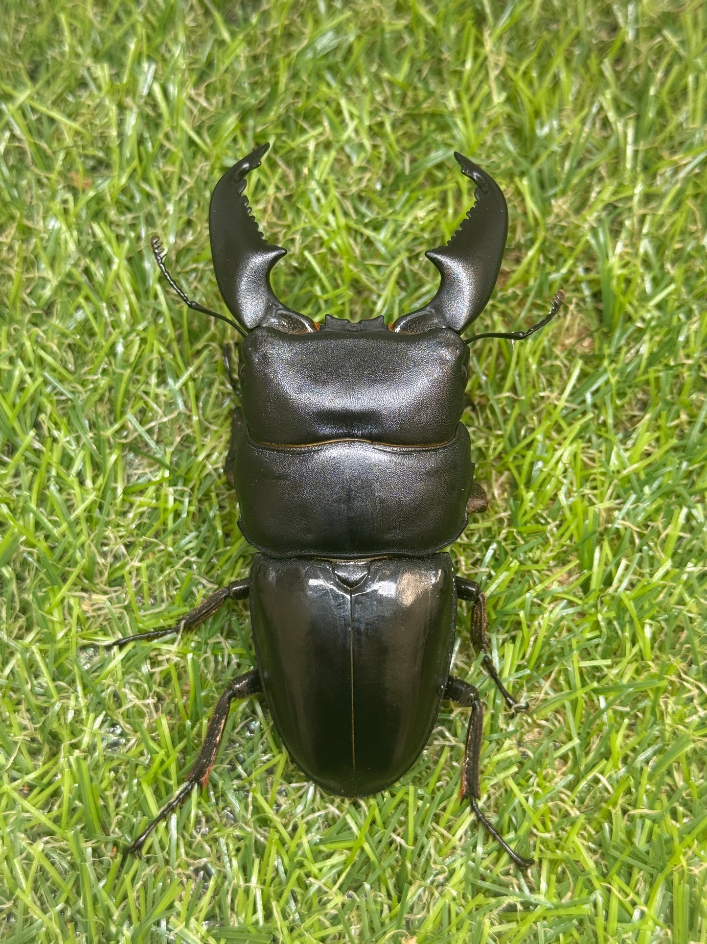 スマトラヒラタクワガタ　♂84mm単品