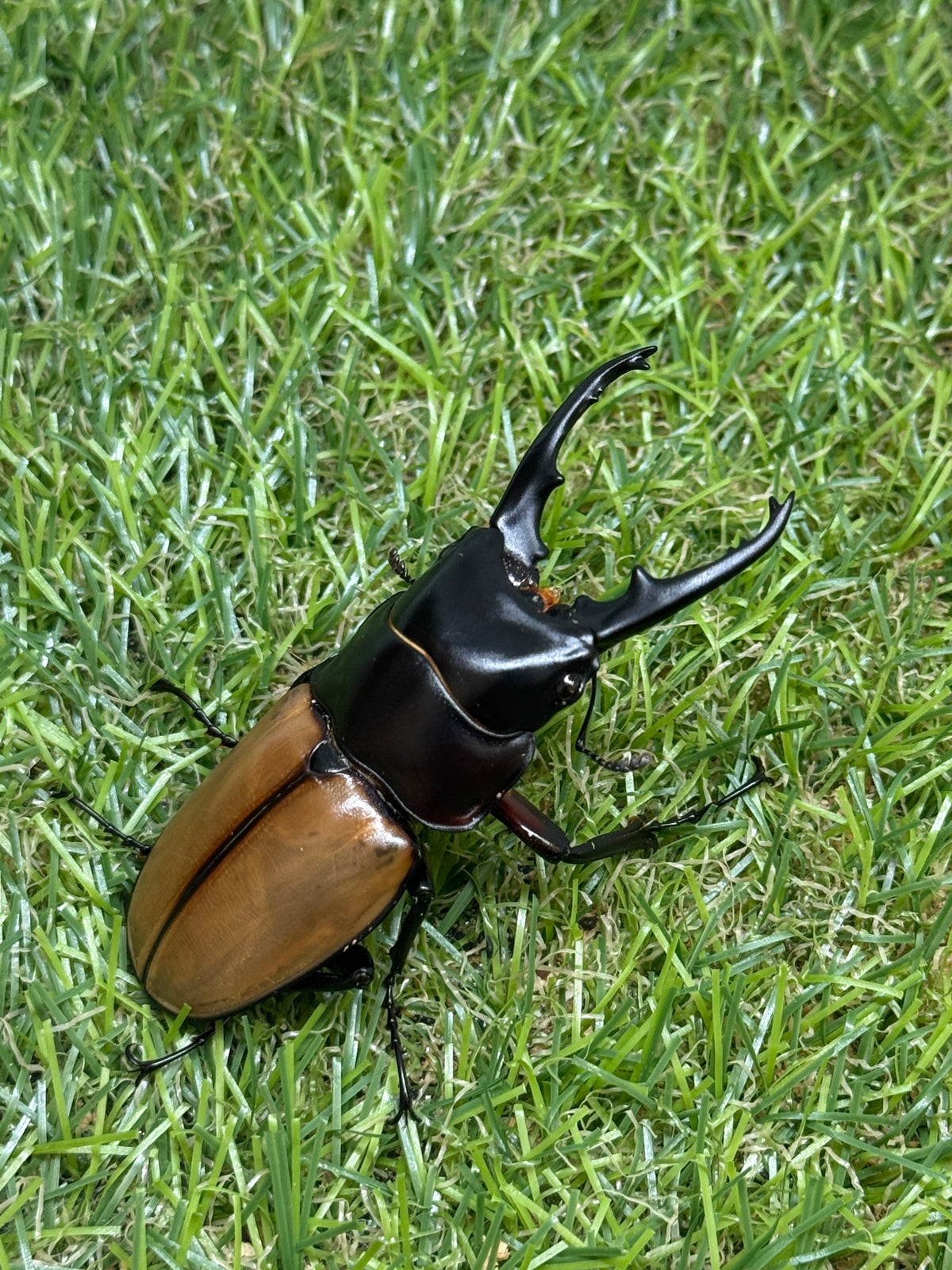 ラフェルトノコギリクワガタ　♂67mm成虫ペア