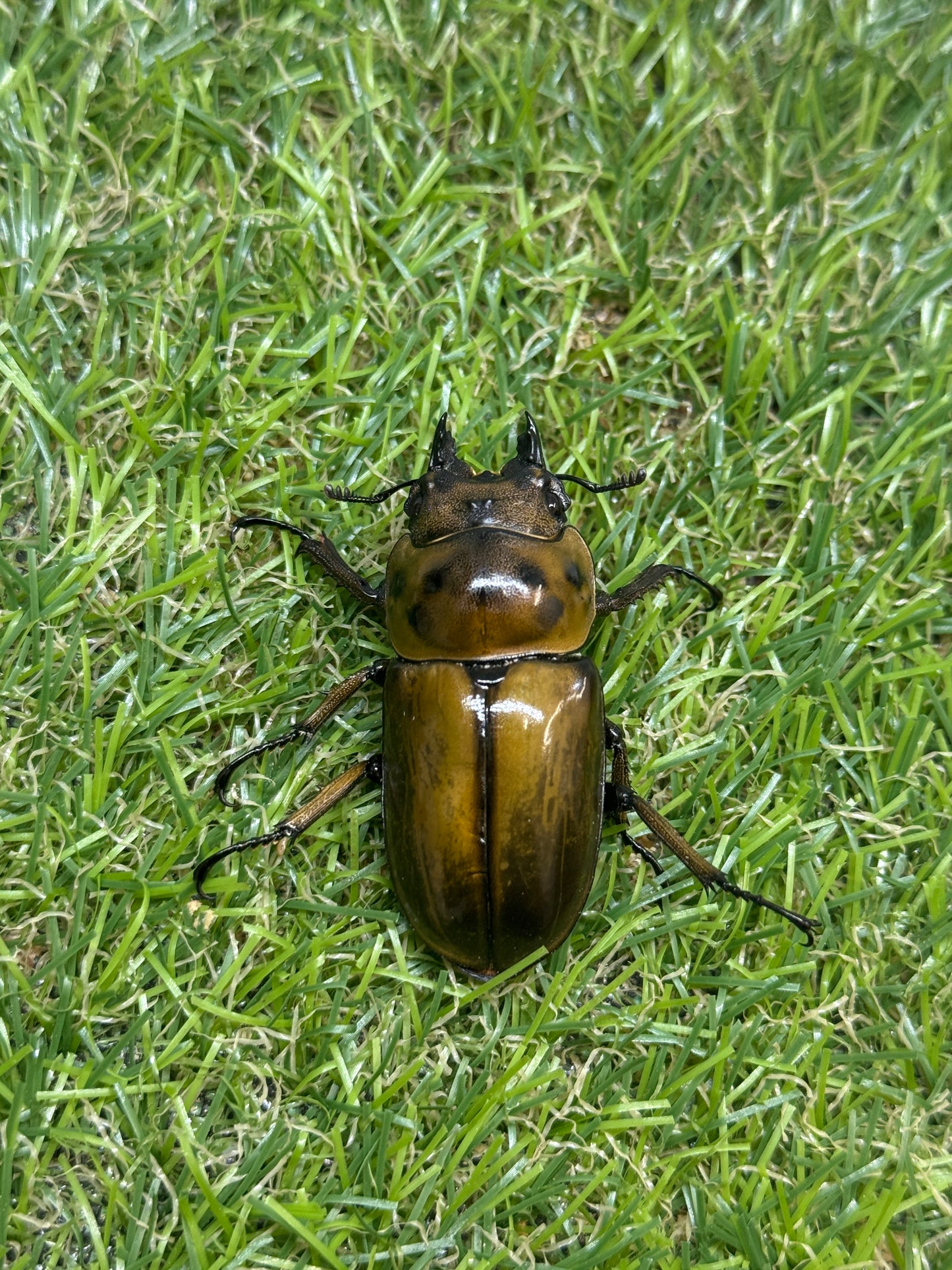 タイ産　オウゴンオニクワガタ　♂67mm成虫ペア