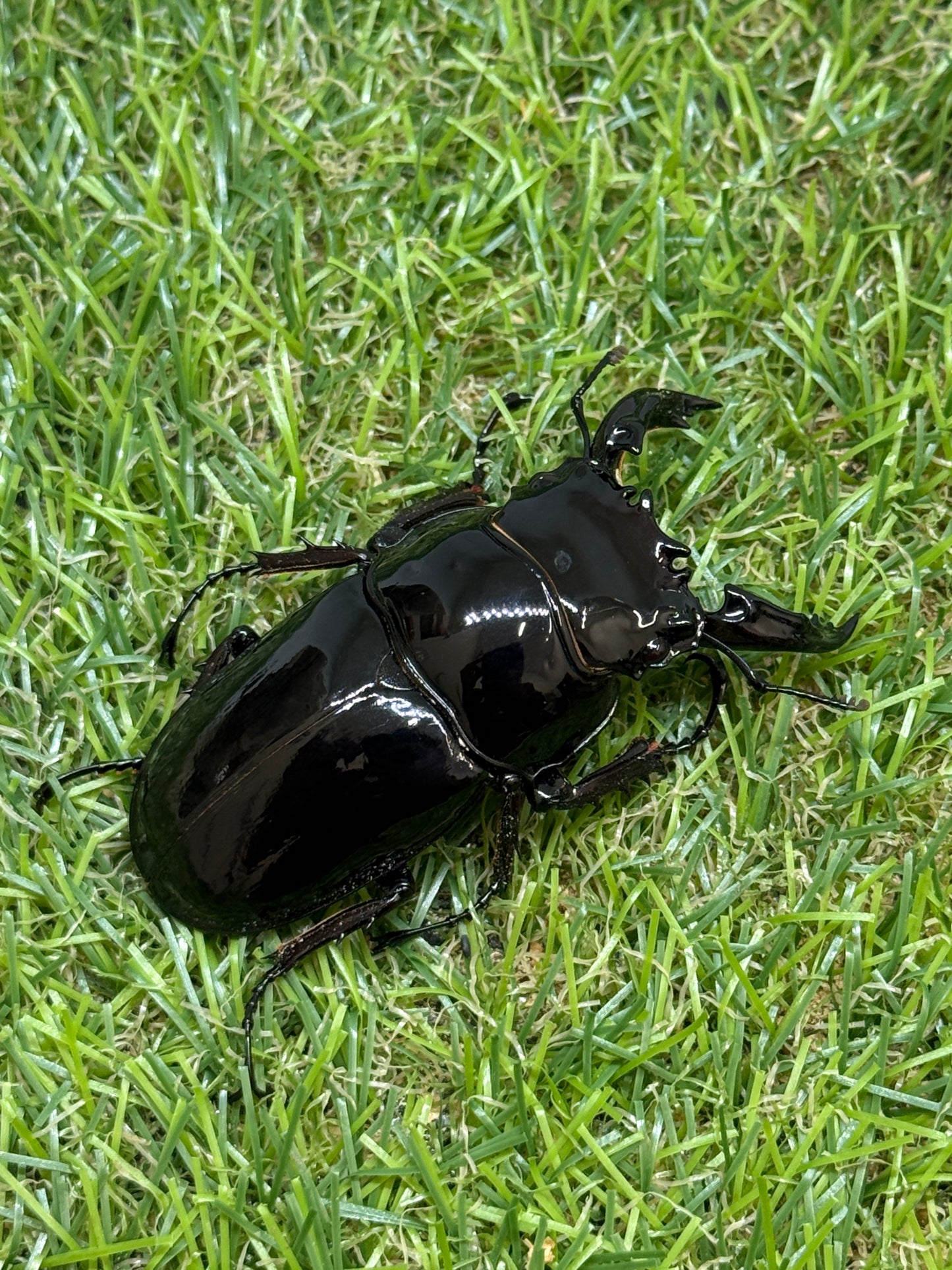 レギウスオオツヤクワガタ　♂66mm成虫ペア