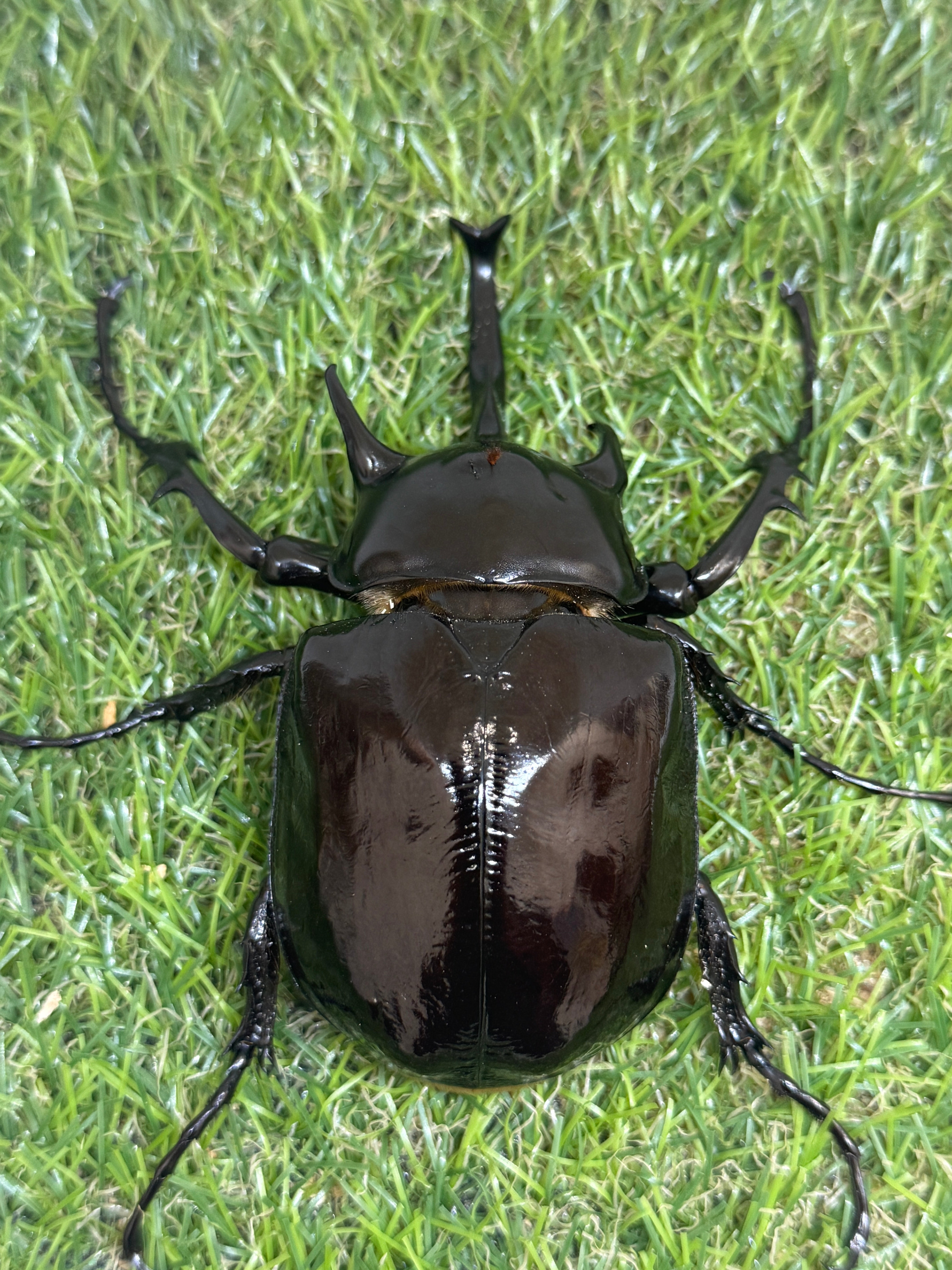 貴重 マルスゾウカブト 標本 標本箱付き 貴重 マルスゾウカブト 標本 標本箱付き マルスゾウカブト♂118