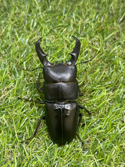オキノエラブヒラタクワガタ　♂66.3mm成虫ペア
