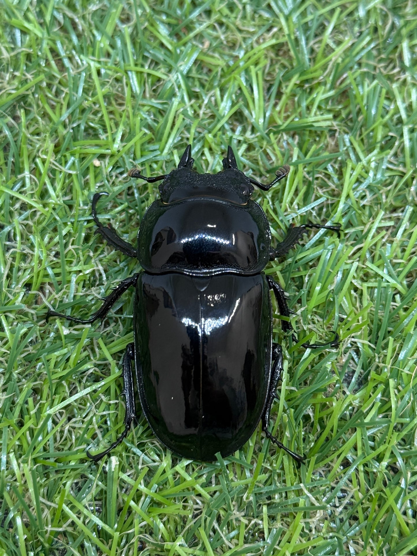 タランドゥスオオツヤクワガタ　♂70mm成虫ペア