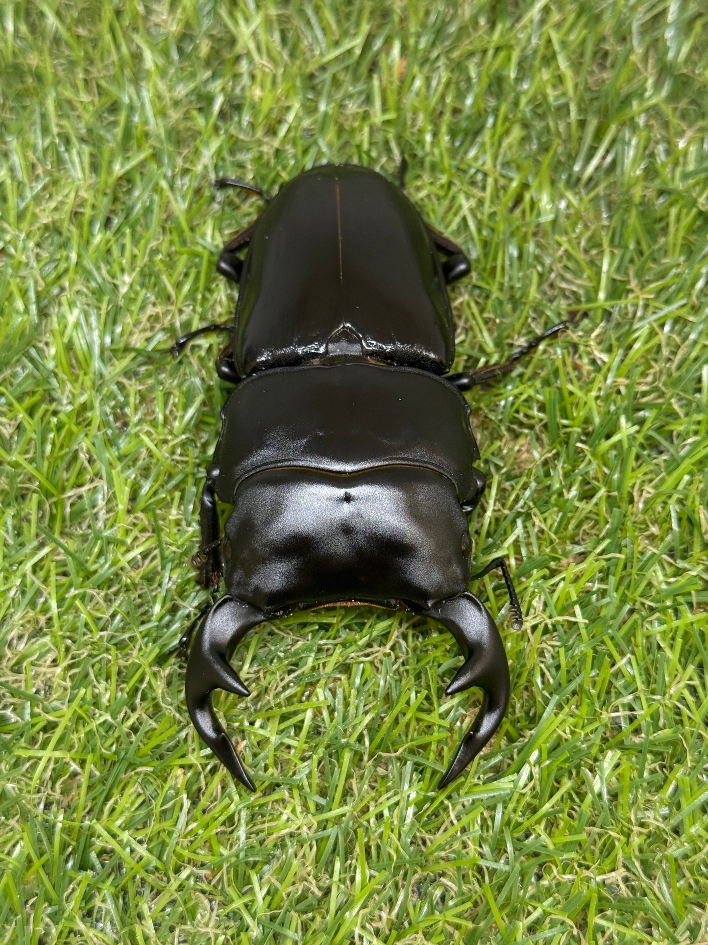 グランディスオオクワガタ　♂90.6mm成虫ペア　超大型