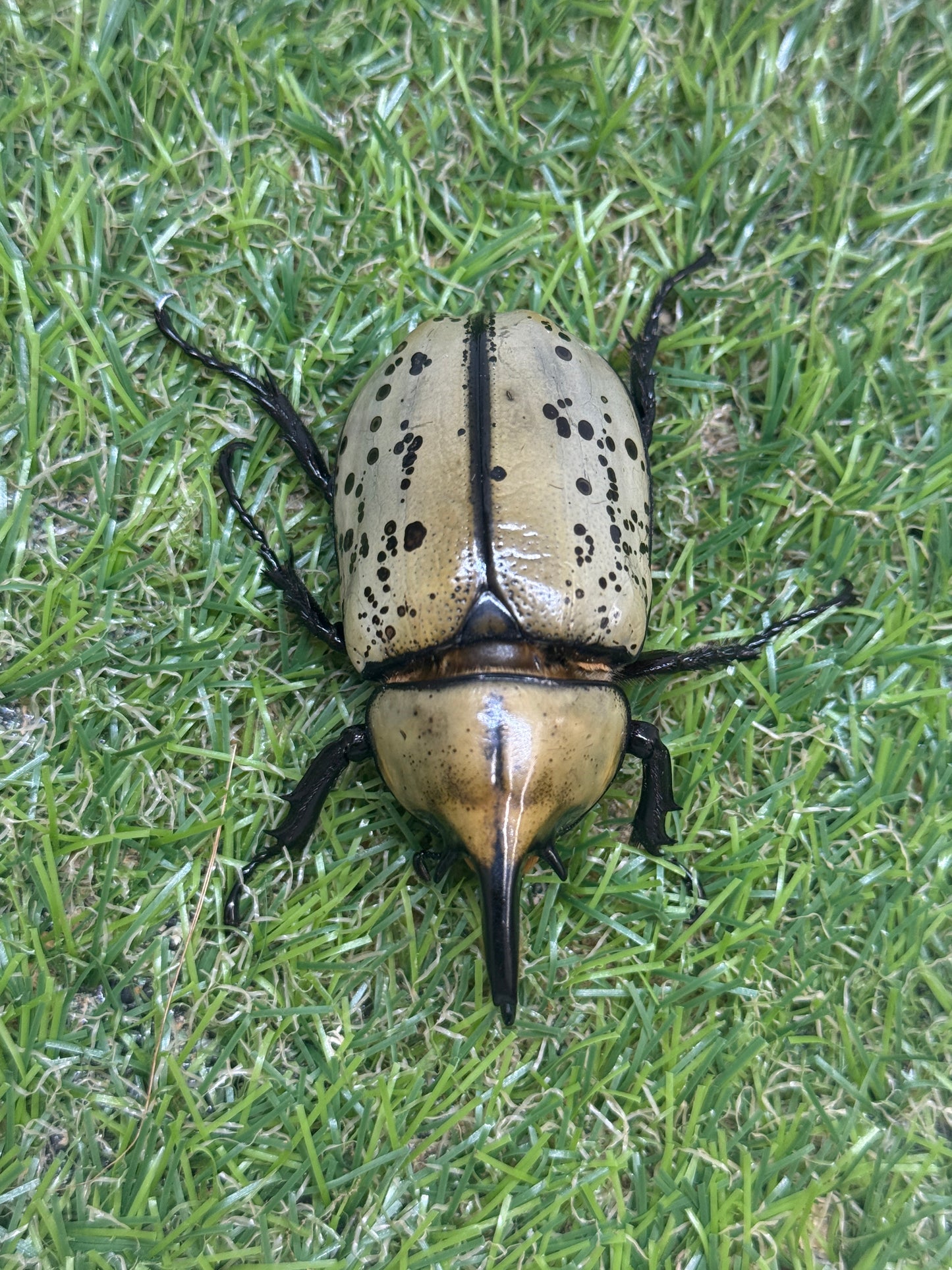 ティティウスシロカブト　♂64mm成虫ペア