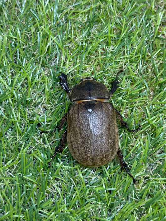 ヨルゲンセンヒメゾウカブト　♀freeサイズ単品