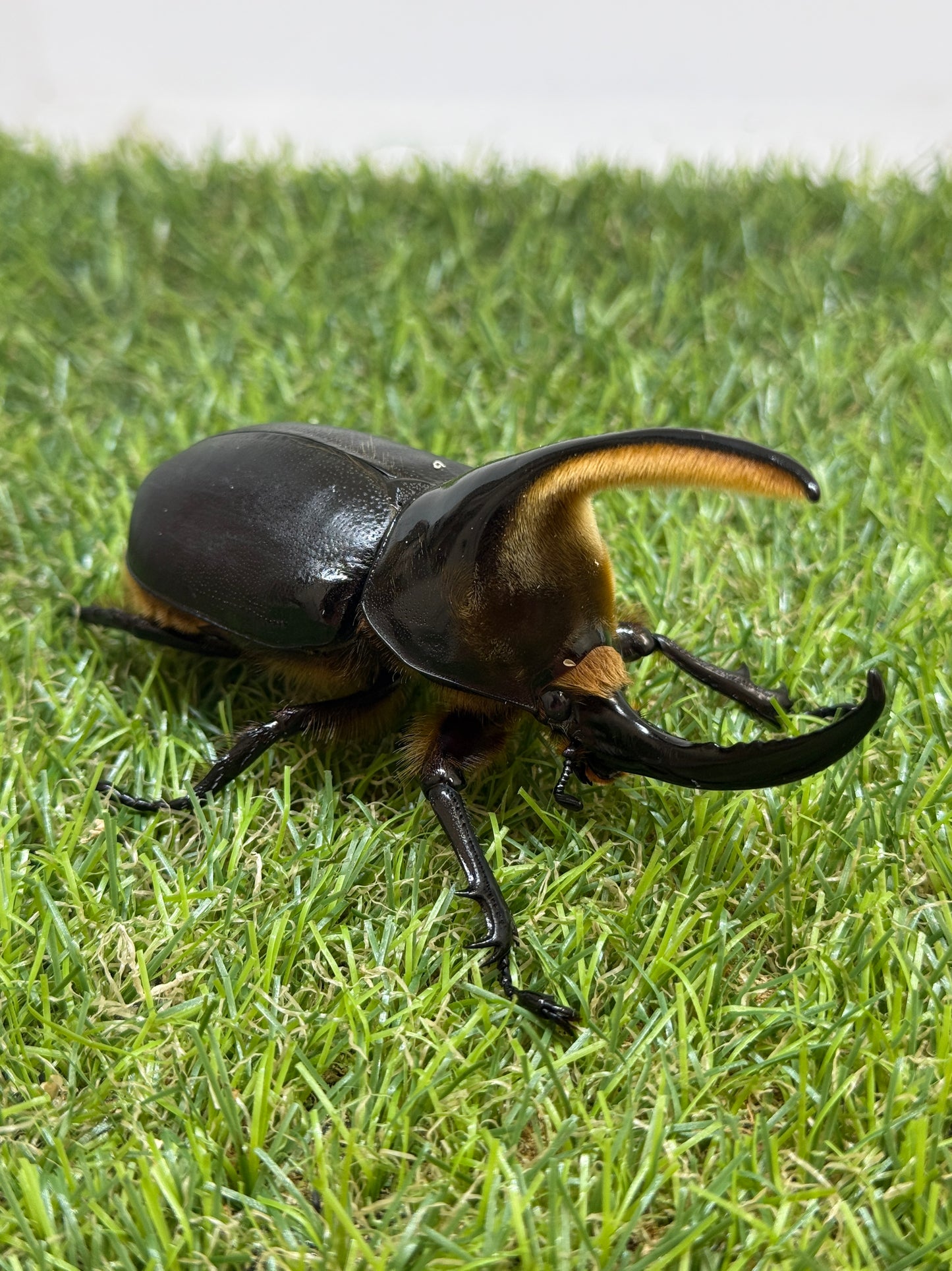 サタンオオカブト　♂100mm成虫ペア