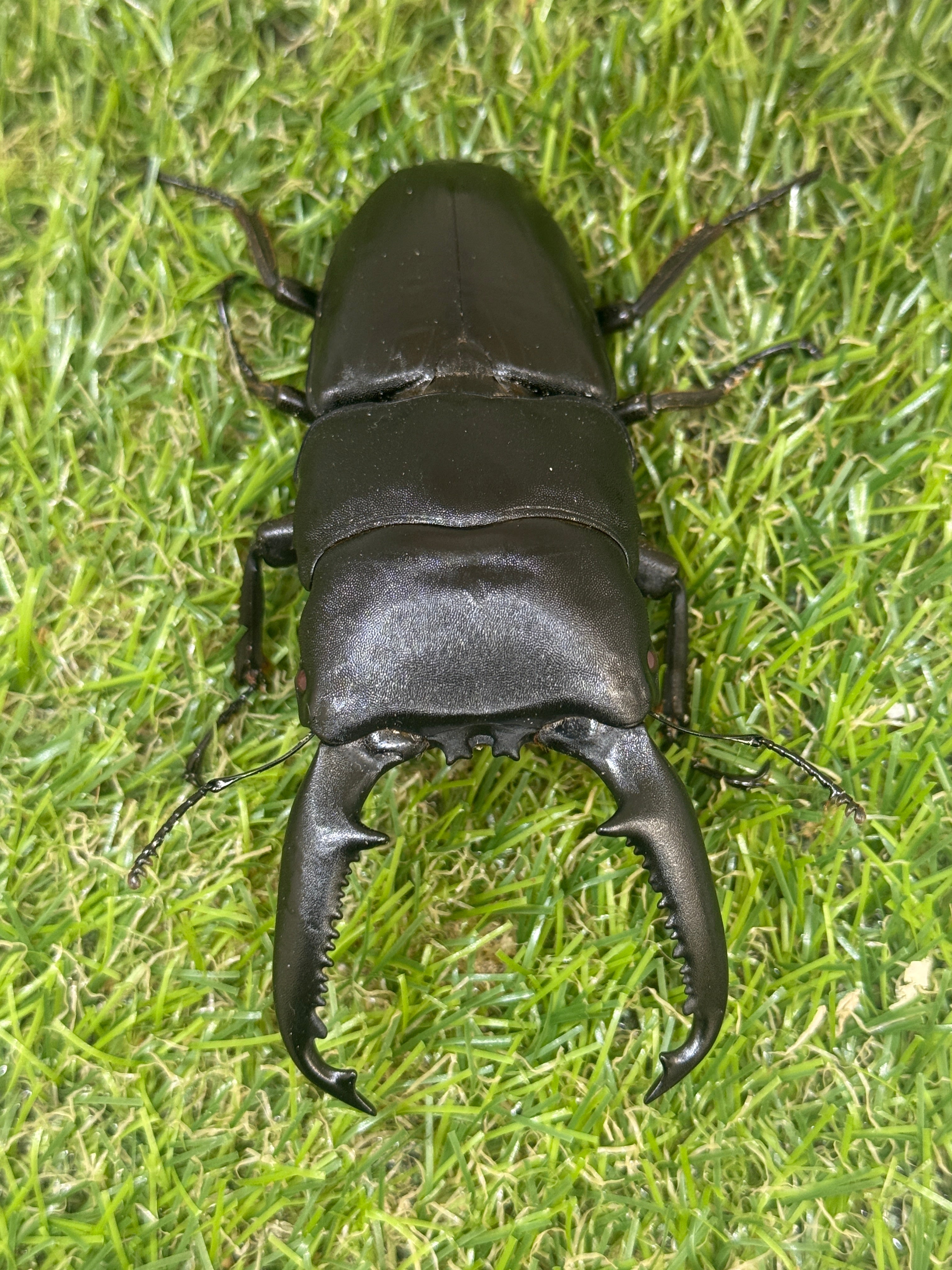 パラワンオオヒラタクワガタ(ピンクアイ血統)♂102mm 成虫ペア – 昆虫