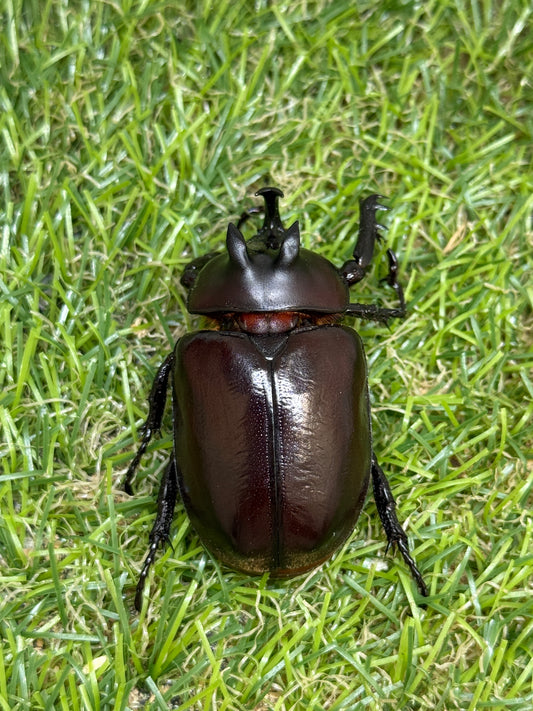 エンドウゴホンヅノカブト　♂46mm成虫ペア