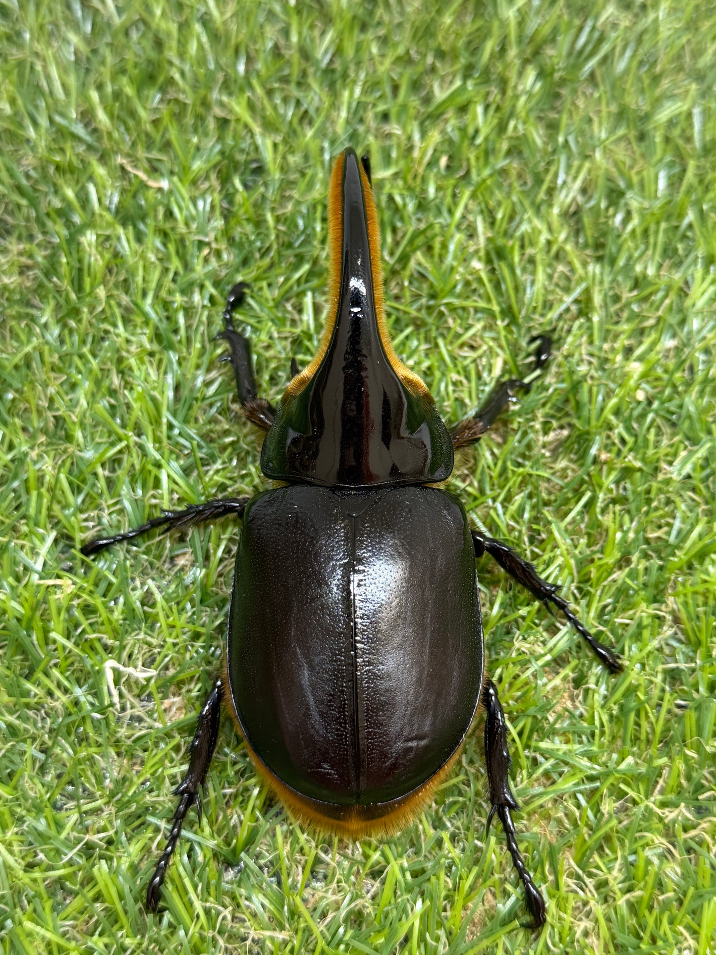 サタンオオカブト　♂92.5mm成虫ペア