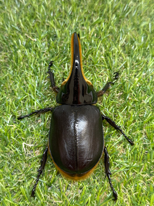 サタンオオカブト　♂92.5mm成虫ペア