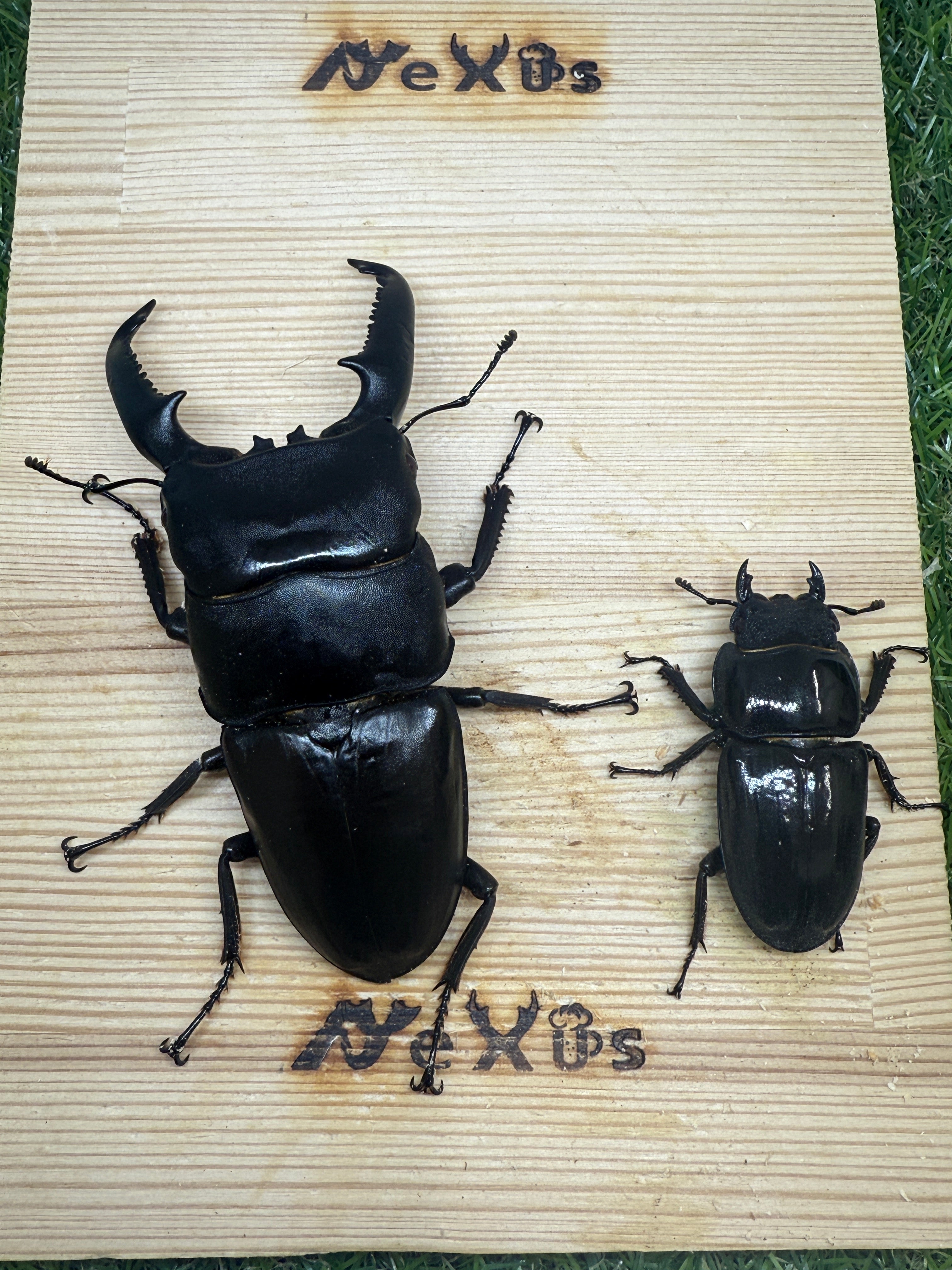 パラワンオオヒラタクワガタ(ピンクアイ血統)♂102mm 成虫ペア – 昆虫