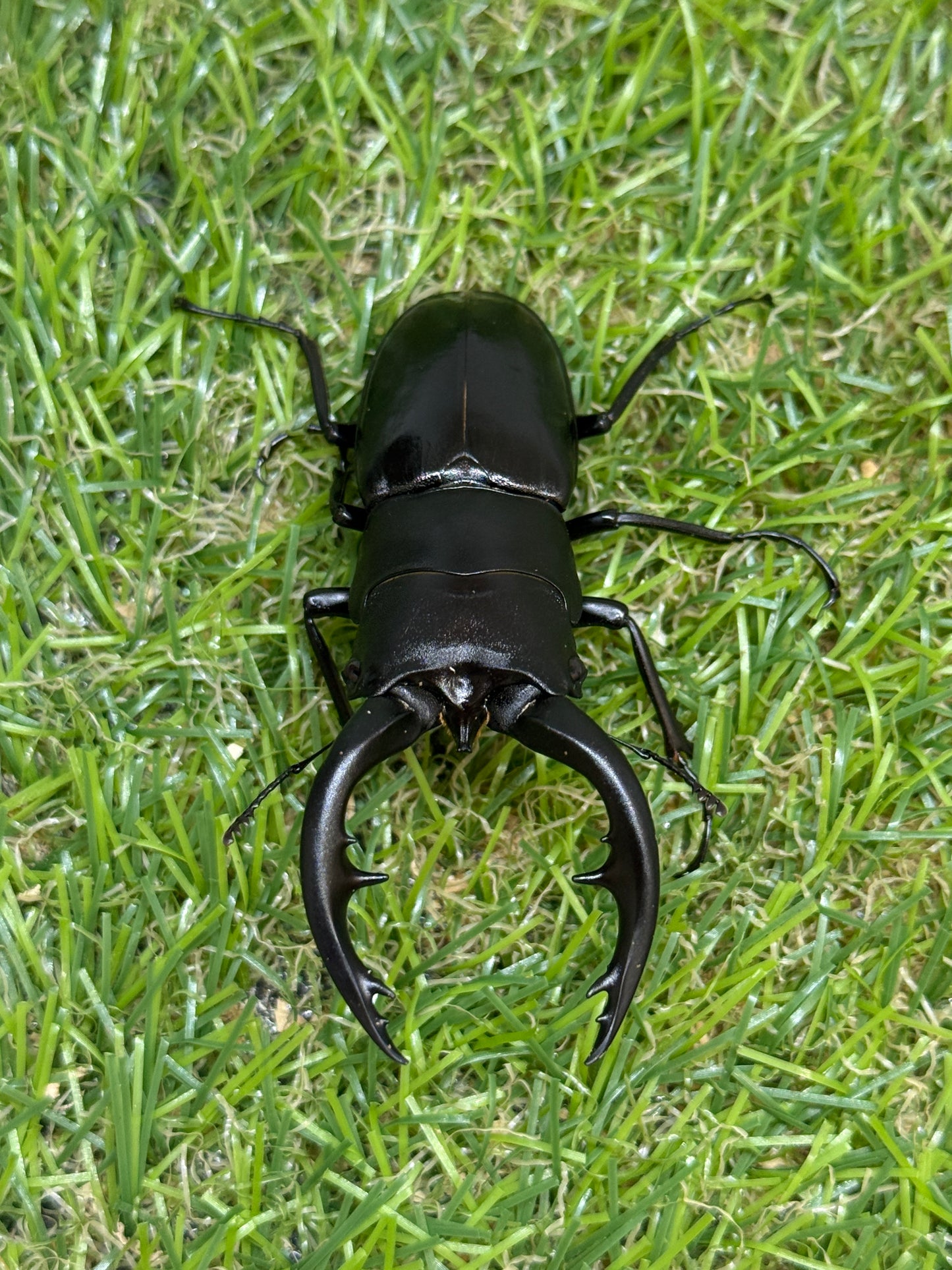 アマミノコギリクワガタ ♂66mm成虫ペア
