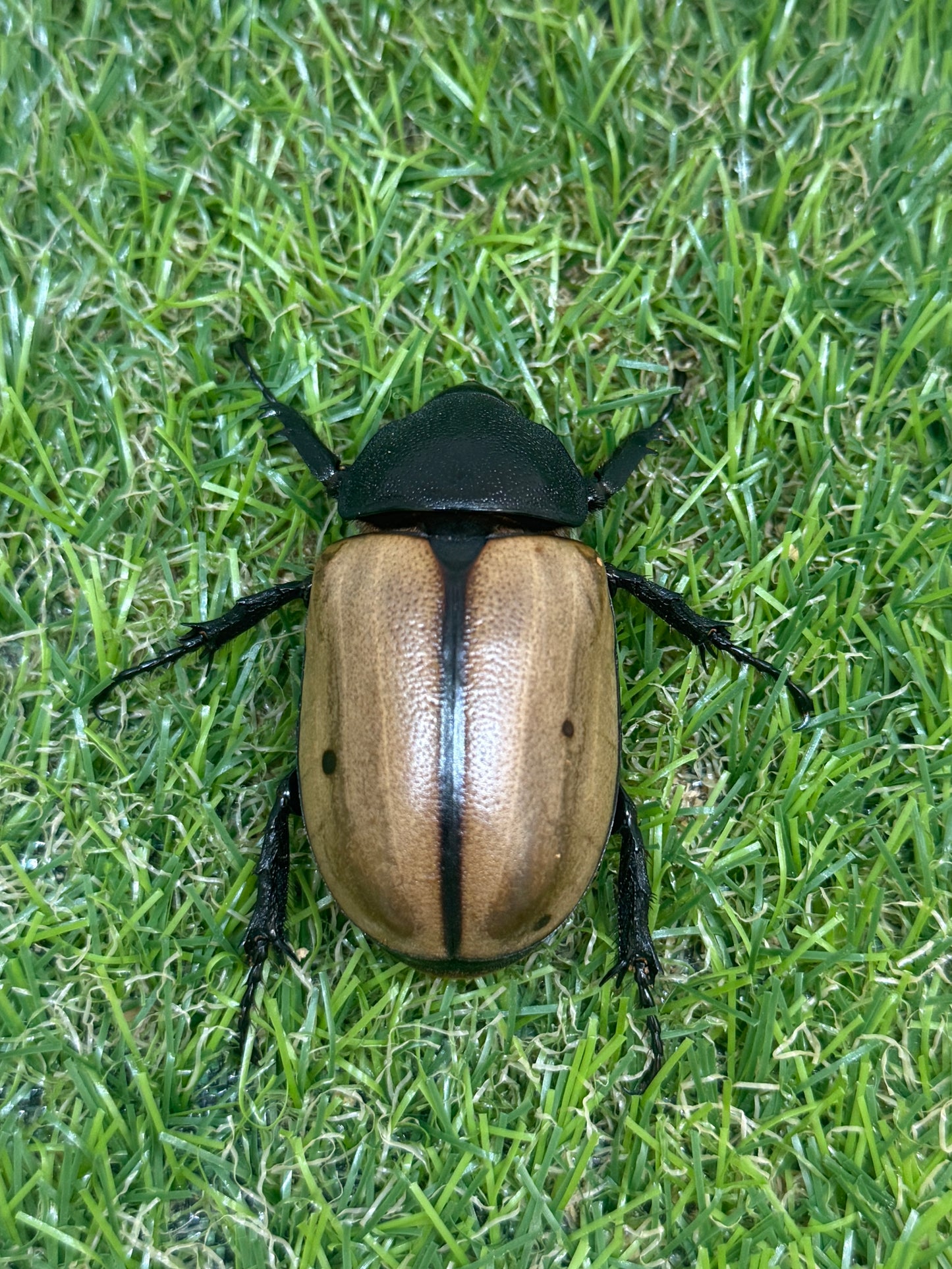 ゴホンヅノカブトWD　♂81mm成虫ペア