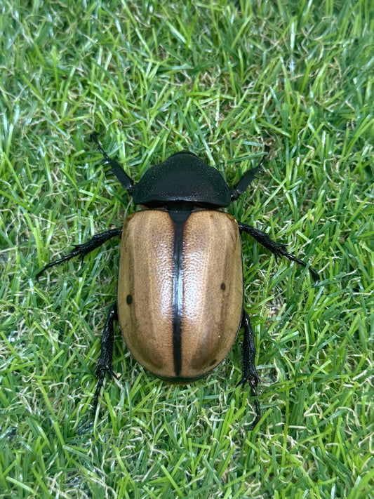 ゴホンヅノカブトWD　♀freeサイズ単品