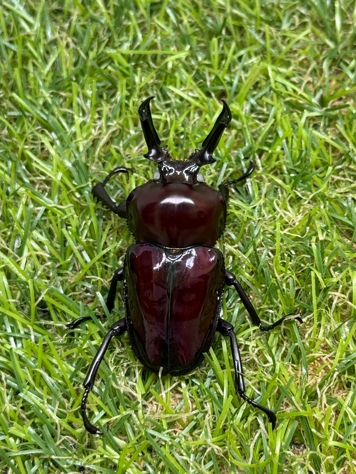 ニジイロクワガタ(紫紺系ホワイトアイ)　♂50mm成虫ペア