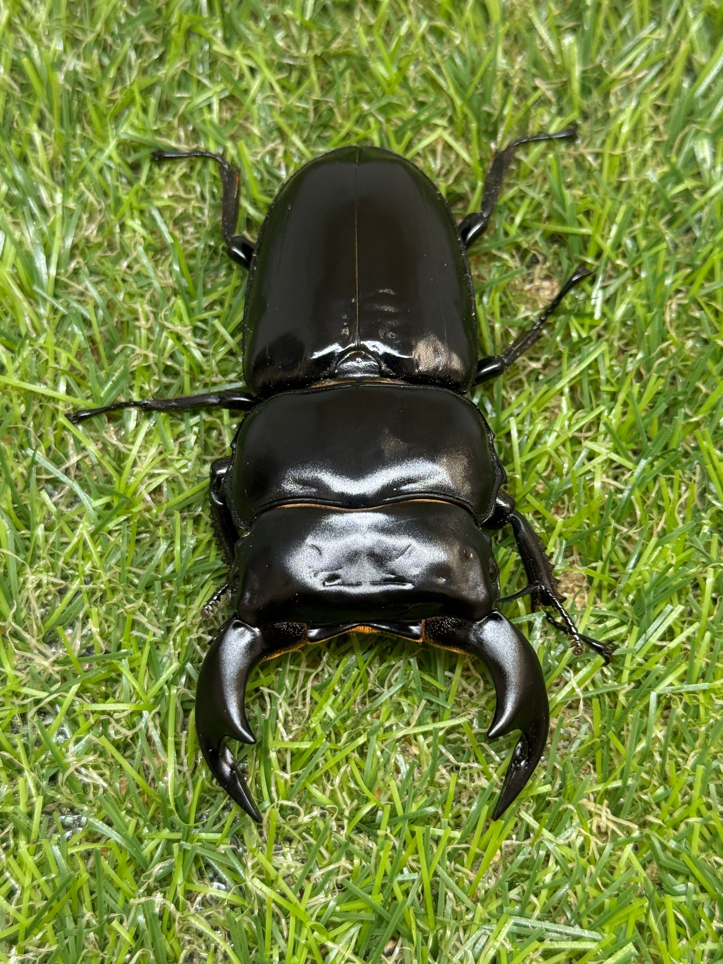 インドアンタエウスオオクワガタ　♂82mm単品