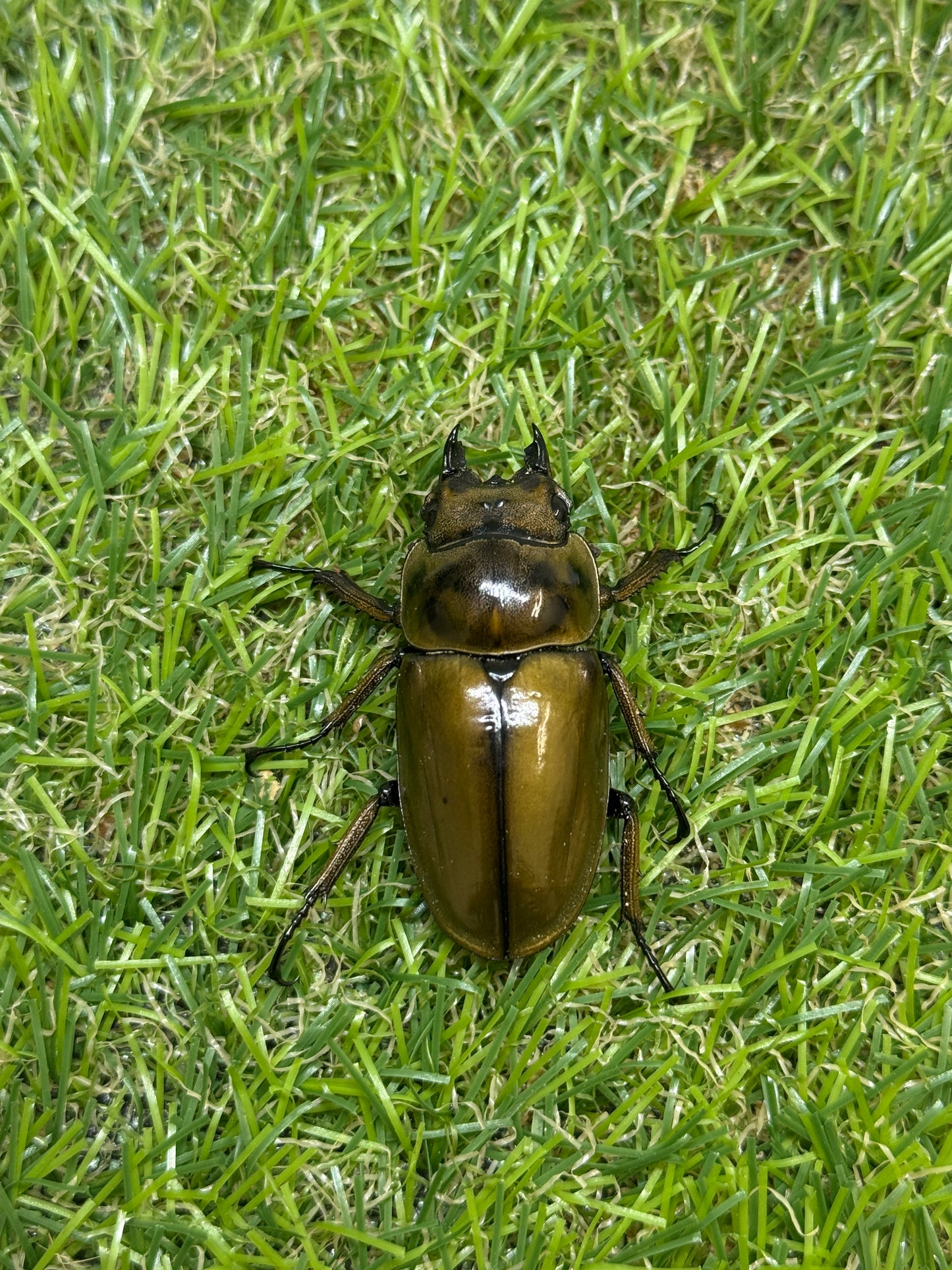 ババオウゴンオニクワガタ　♂56.2mm成虫ペア