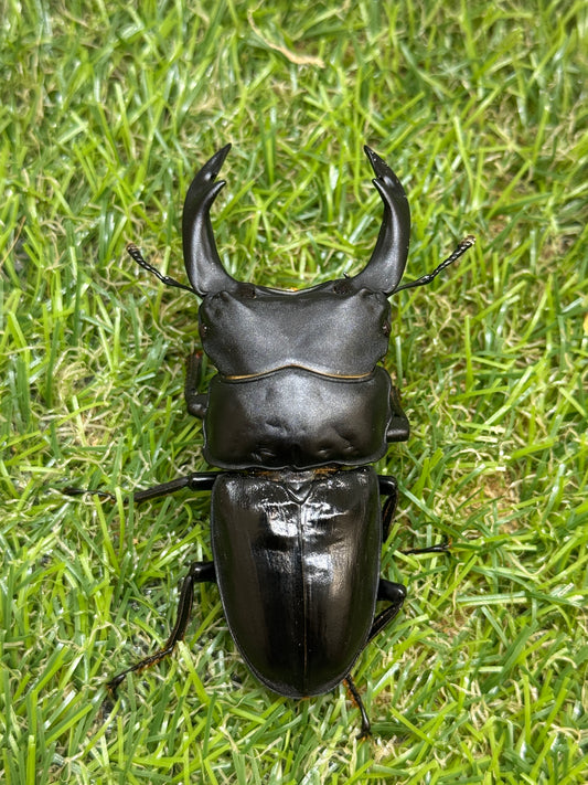 オオクワガタ　奈良輪川西　♂72.3mm成虫ペア