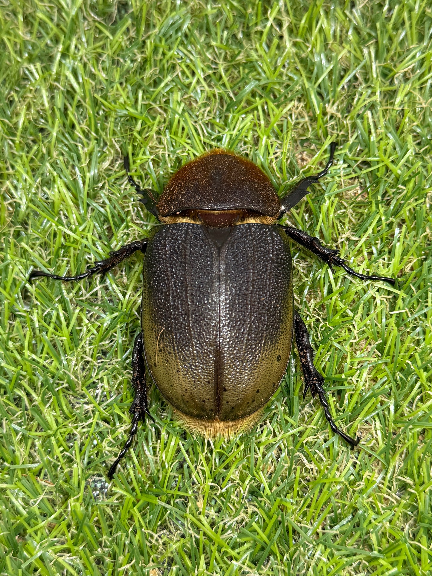 DH･ヘラクレス　♂151mm成虫ペア