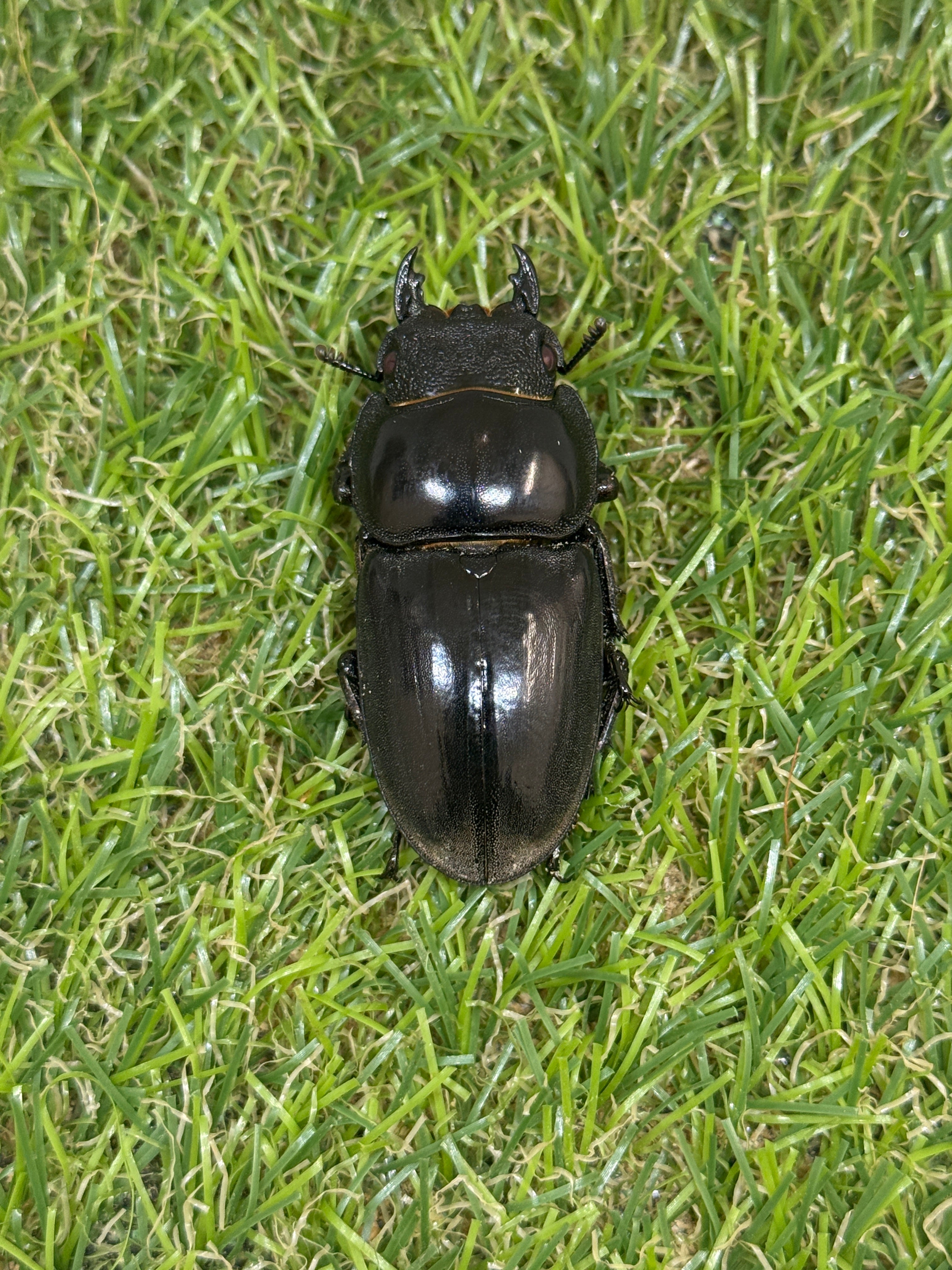 パラワンオオヒラタクワガタ(ピンクアイ血統)♂101.6mm 成虫ペア