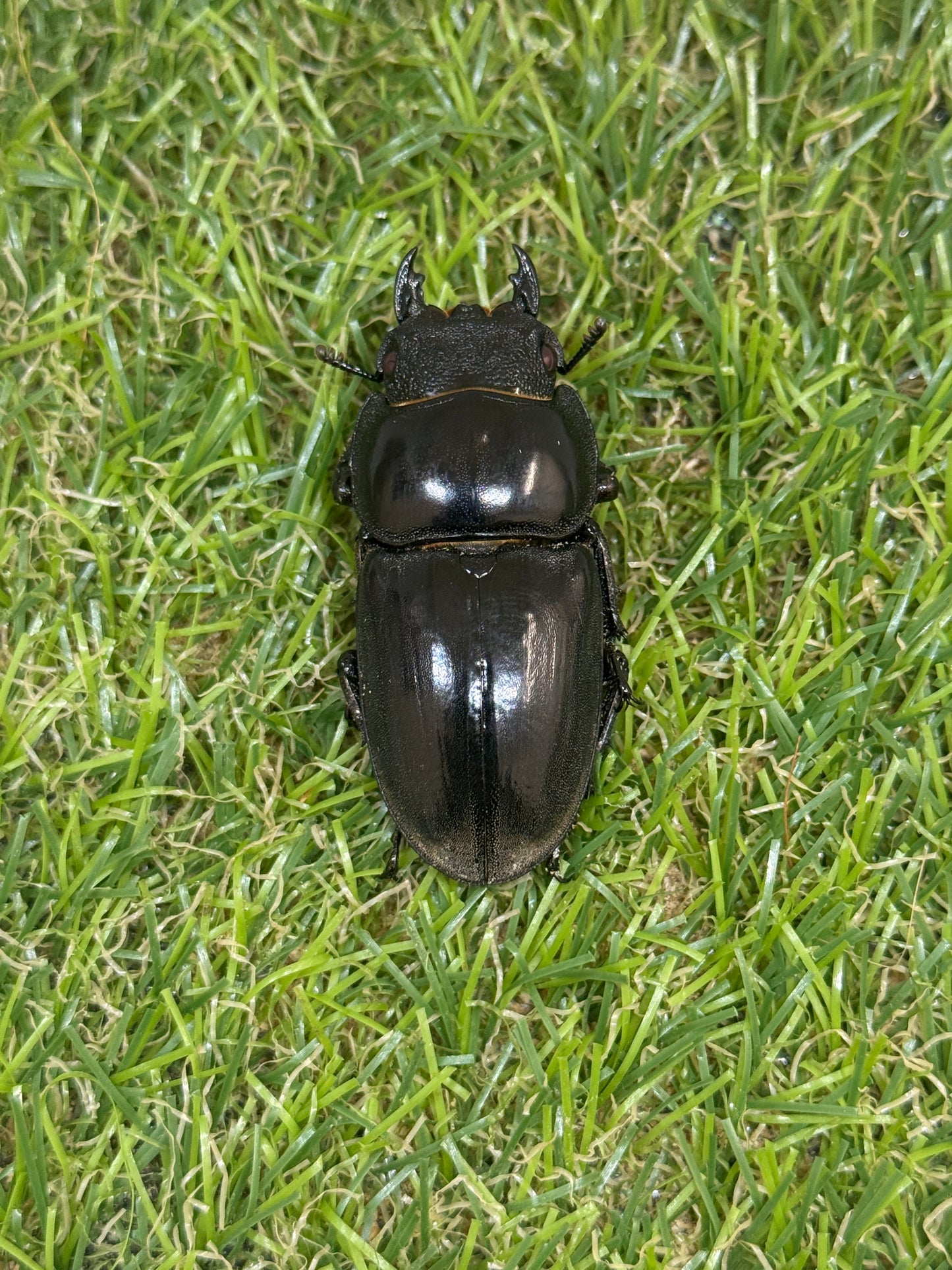 パラワンオオヒラタクワガタ(ピンクアイ血統)♂101.6mm　成虫ペア