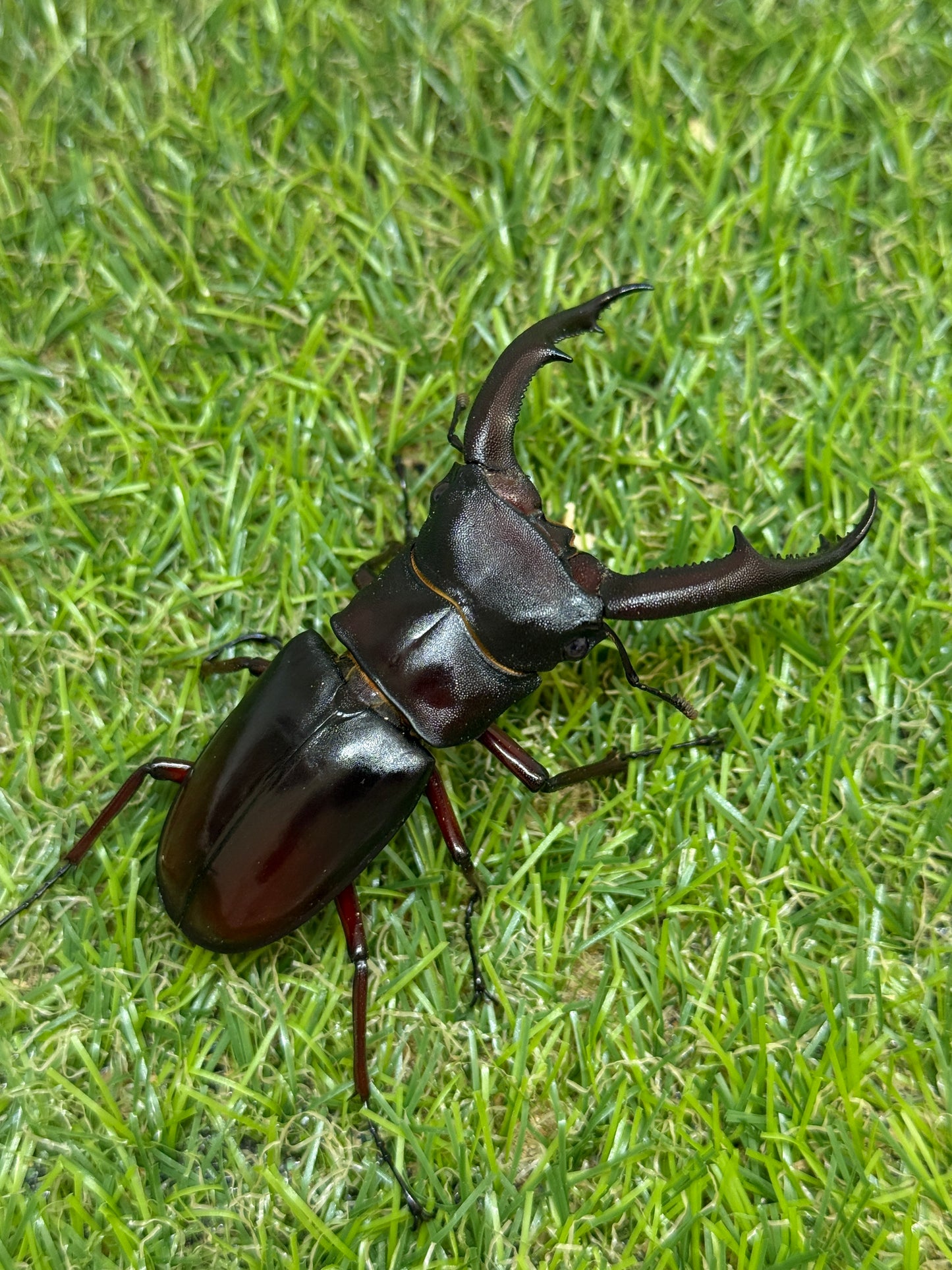 マンディブラリスフタマタクワガタ　♂80mm成虫ペア
