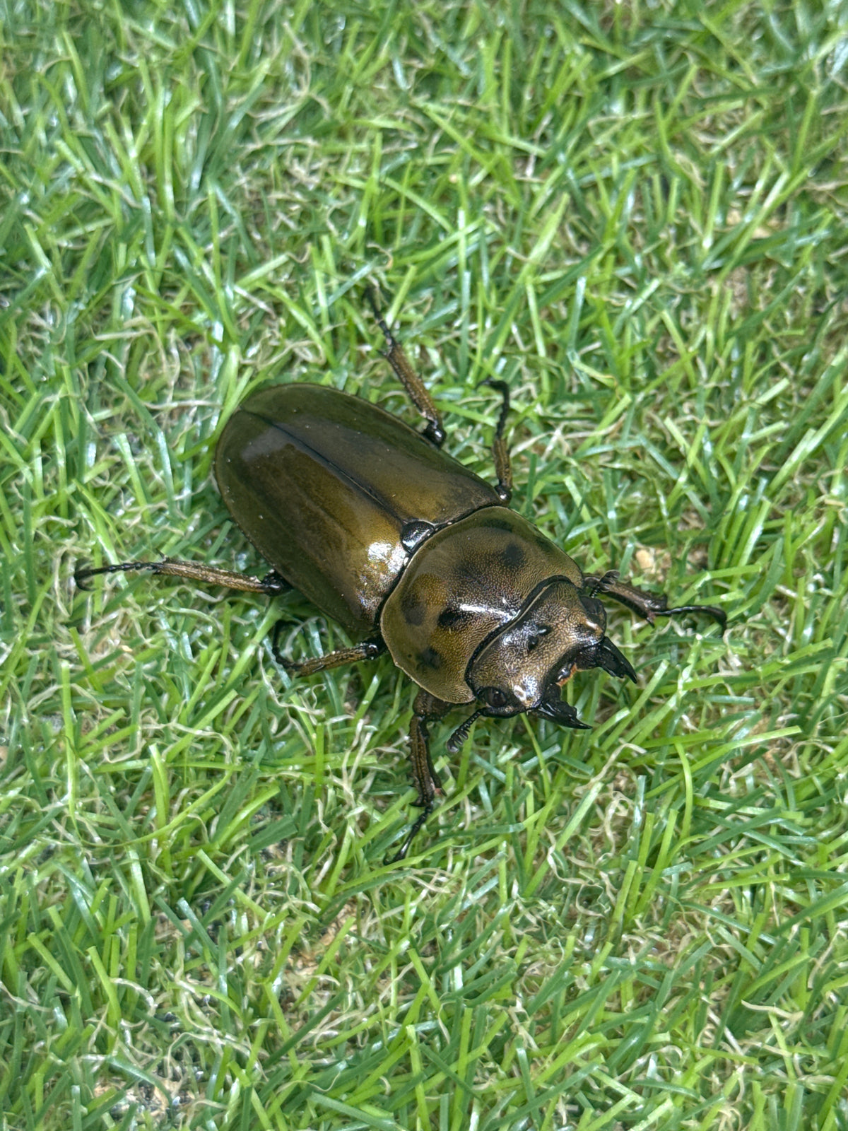 ババオウゴンオニクワガタ　♂52mm成虫ペア