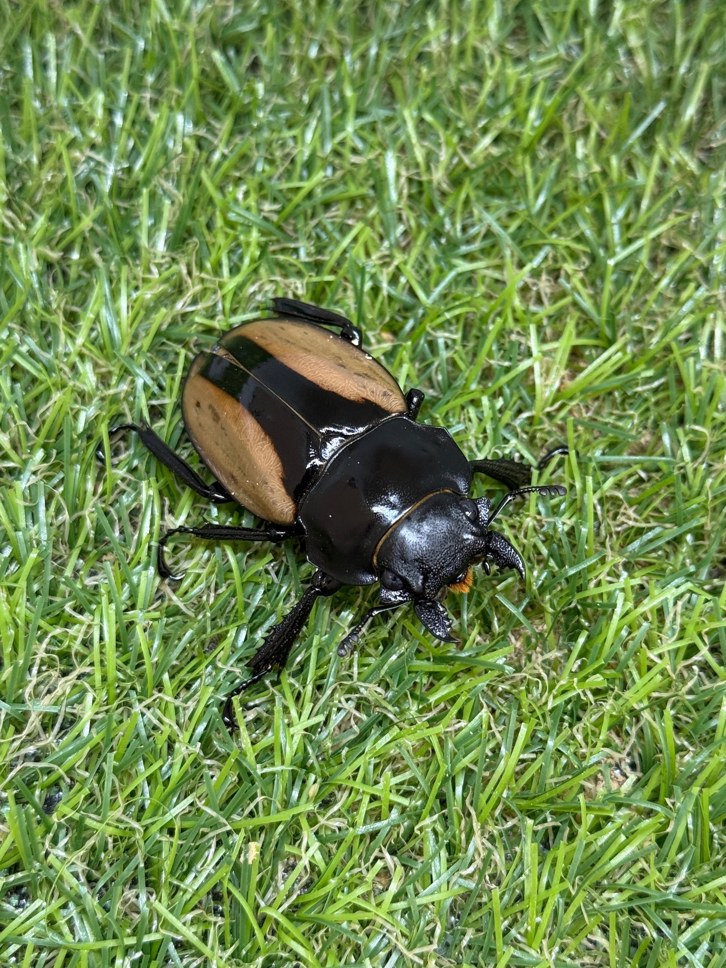 ブルマイスターツヤクワガタ　♂73.8mm成虫ペア