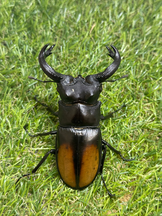 パリーフタマタクワガタ(セアカフタマタクワガタ)　♂82.3mm成虫ペア