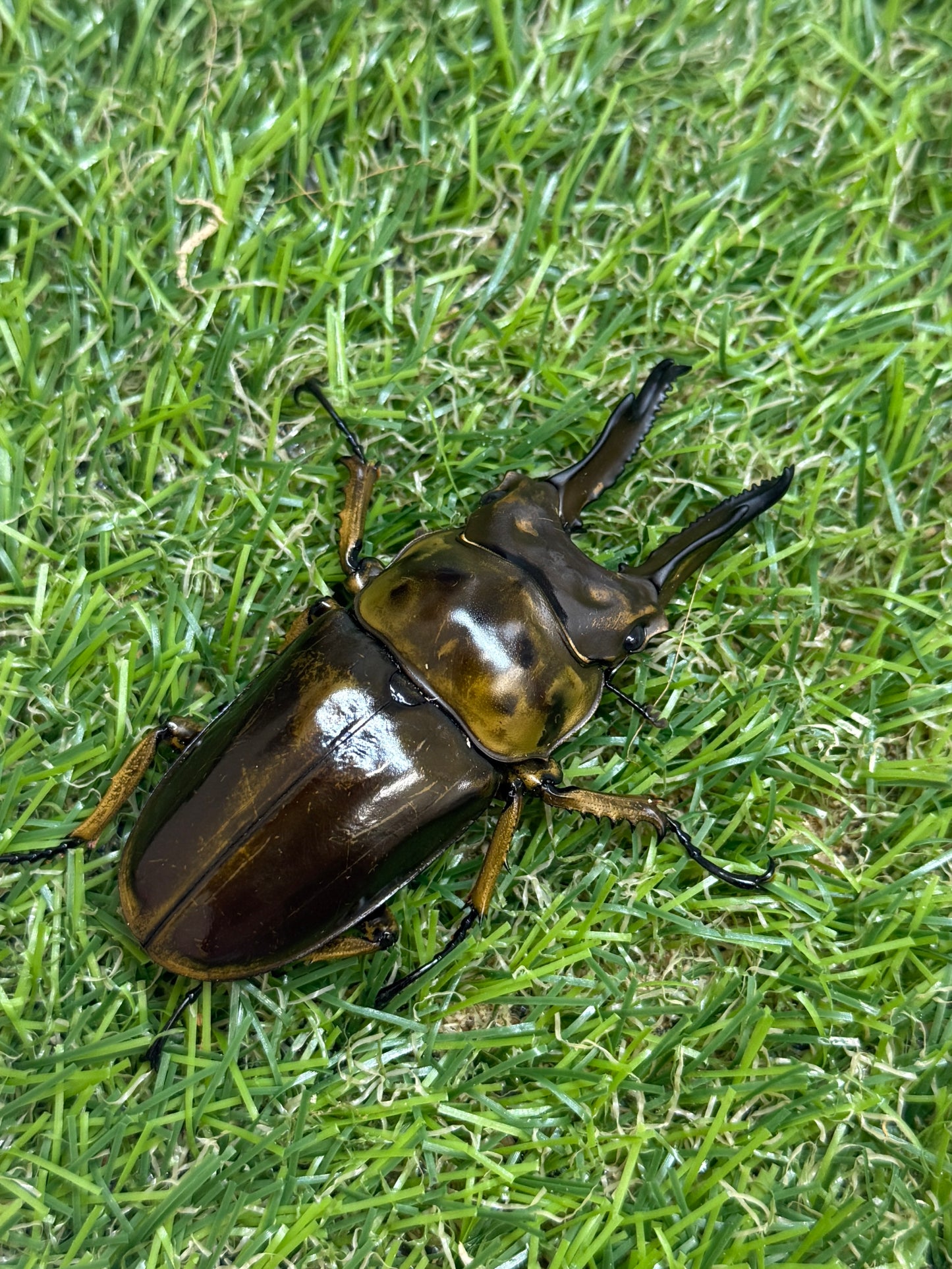 ババオウゴンオニクワガタ　♂69mm成虫ペア
