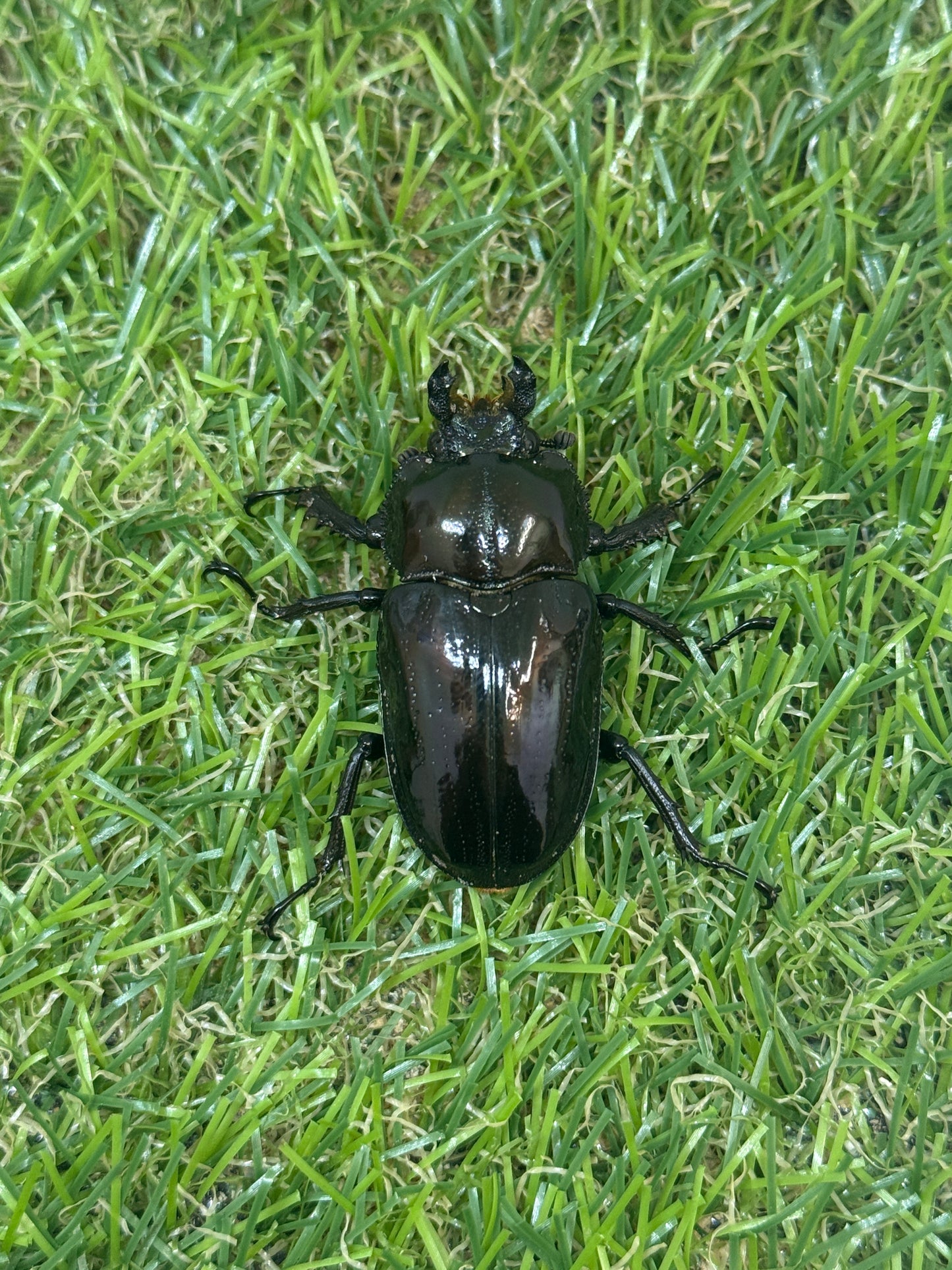 ニジイロクワガタ　♂58mm成虫ペア