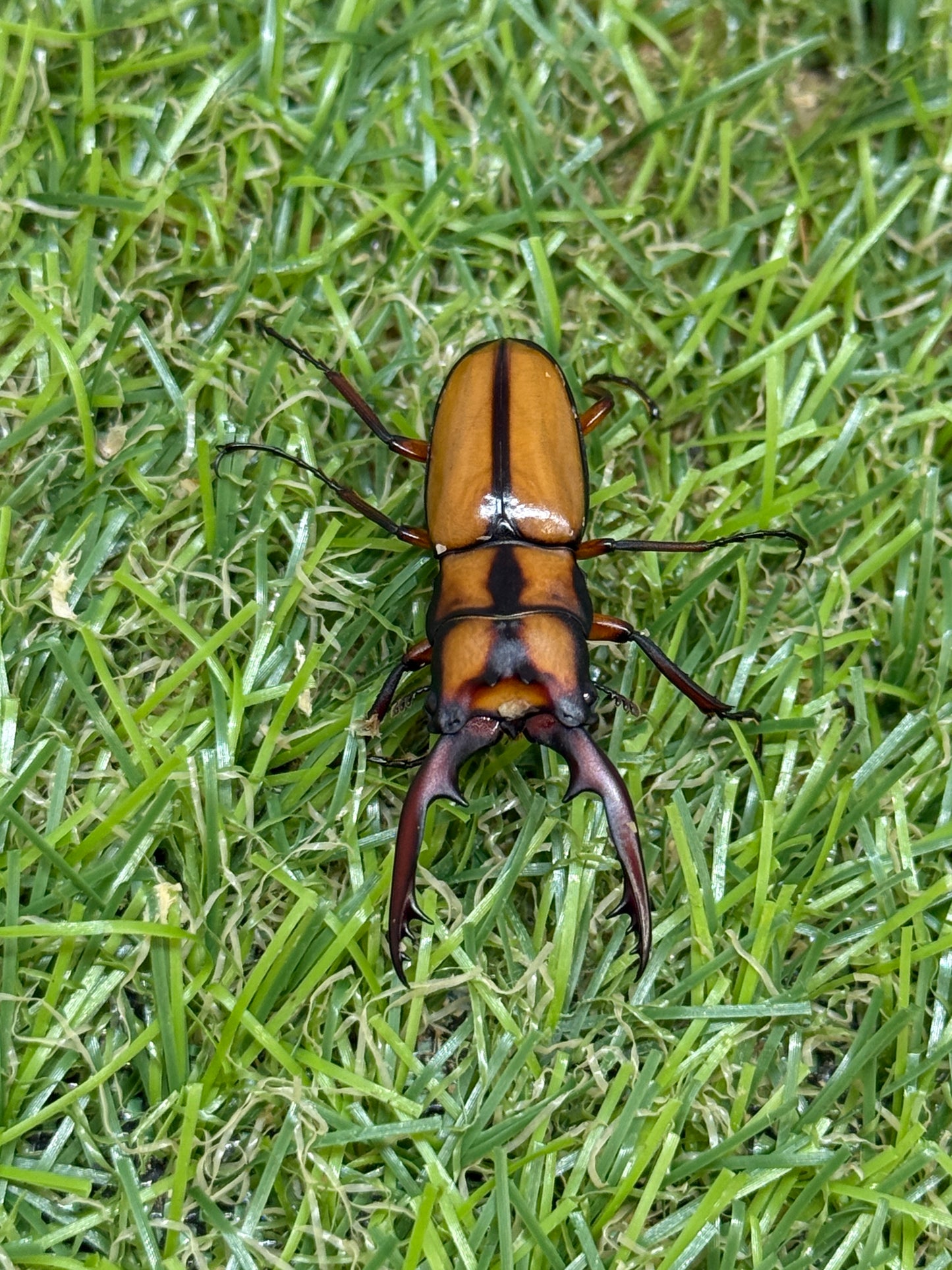 カネギエーテルノコギリクワガタ　♂36mm成虫ペア