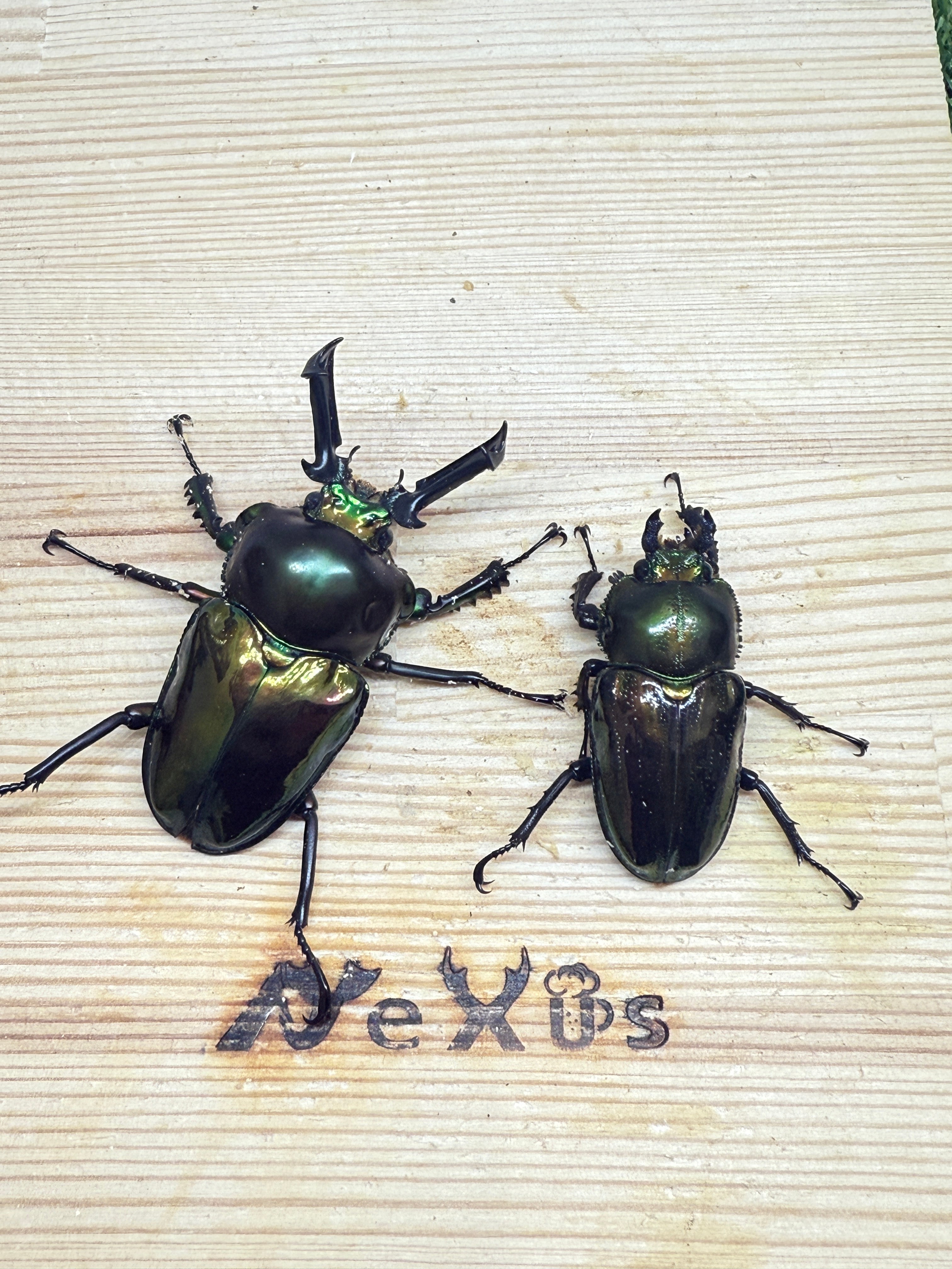 ニジイロクワガタ ♂55mm成虫ペア – 昆虫ショップNexus