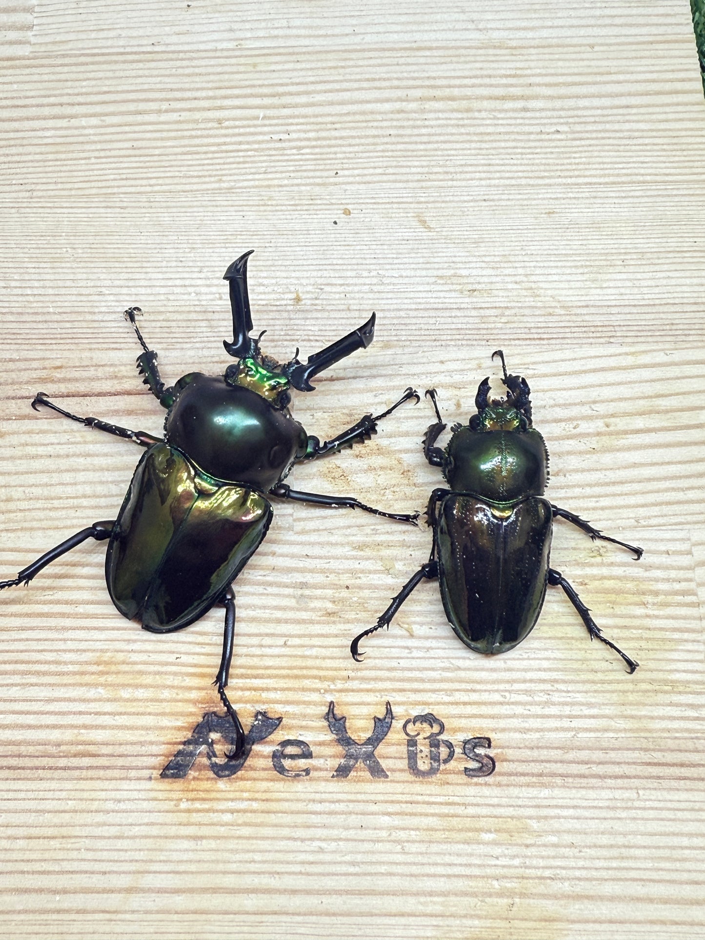 ニジイロクワガタ　♂55mm成虫ペア